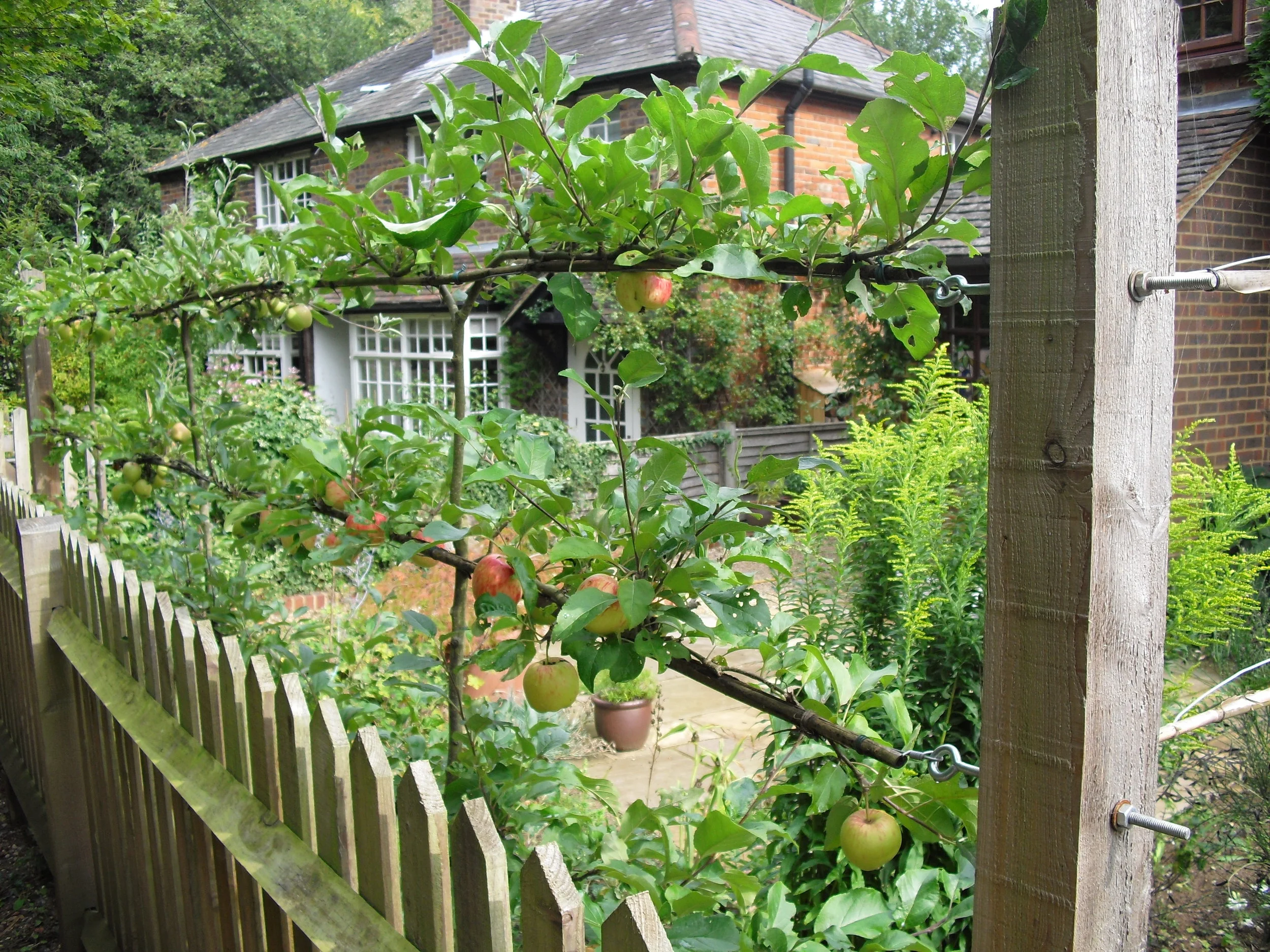Espalier Trees.JPG