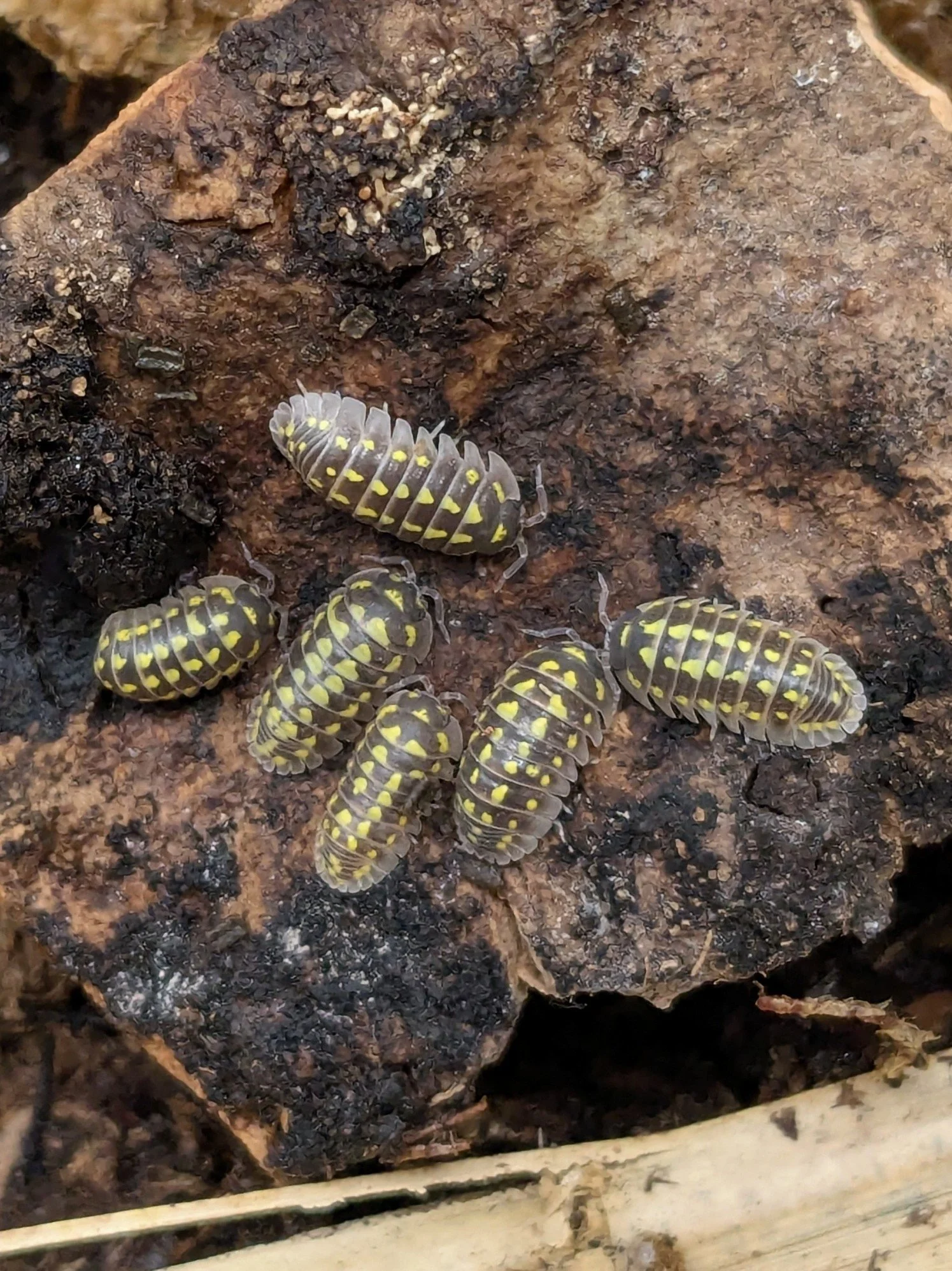 Yellow Spotted (A. gestroi)