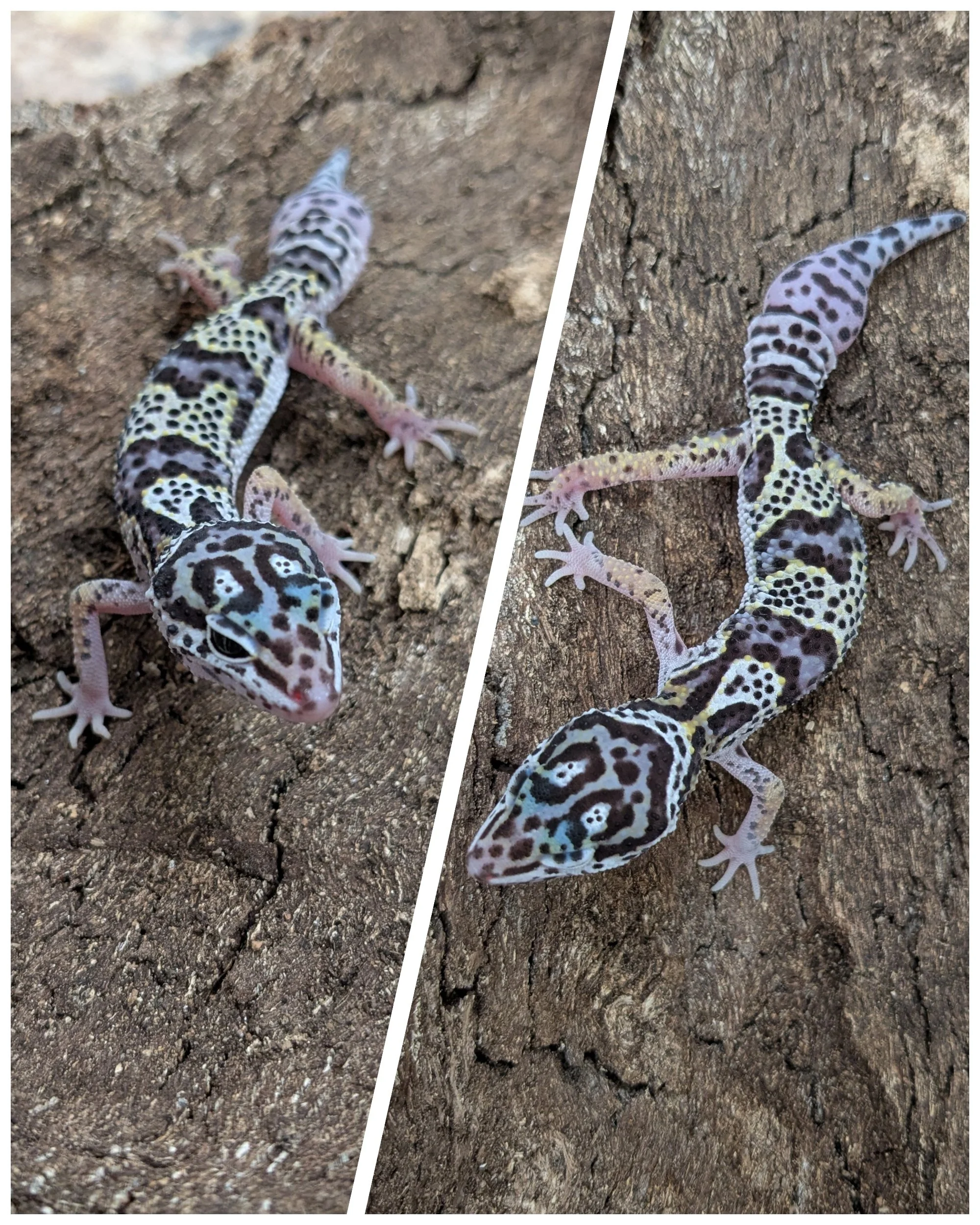 Leopard Gecko