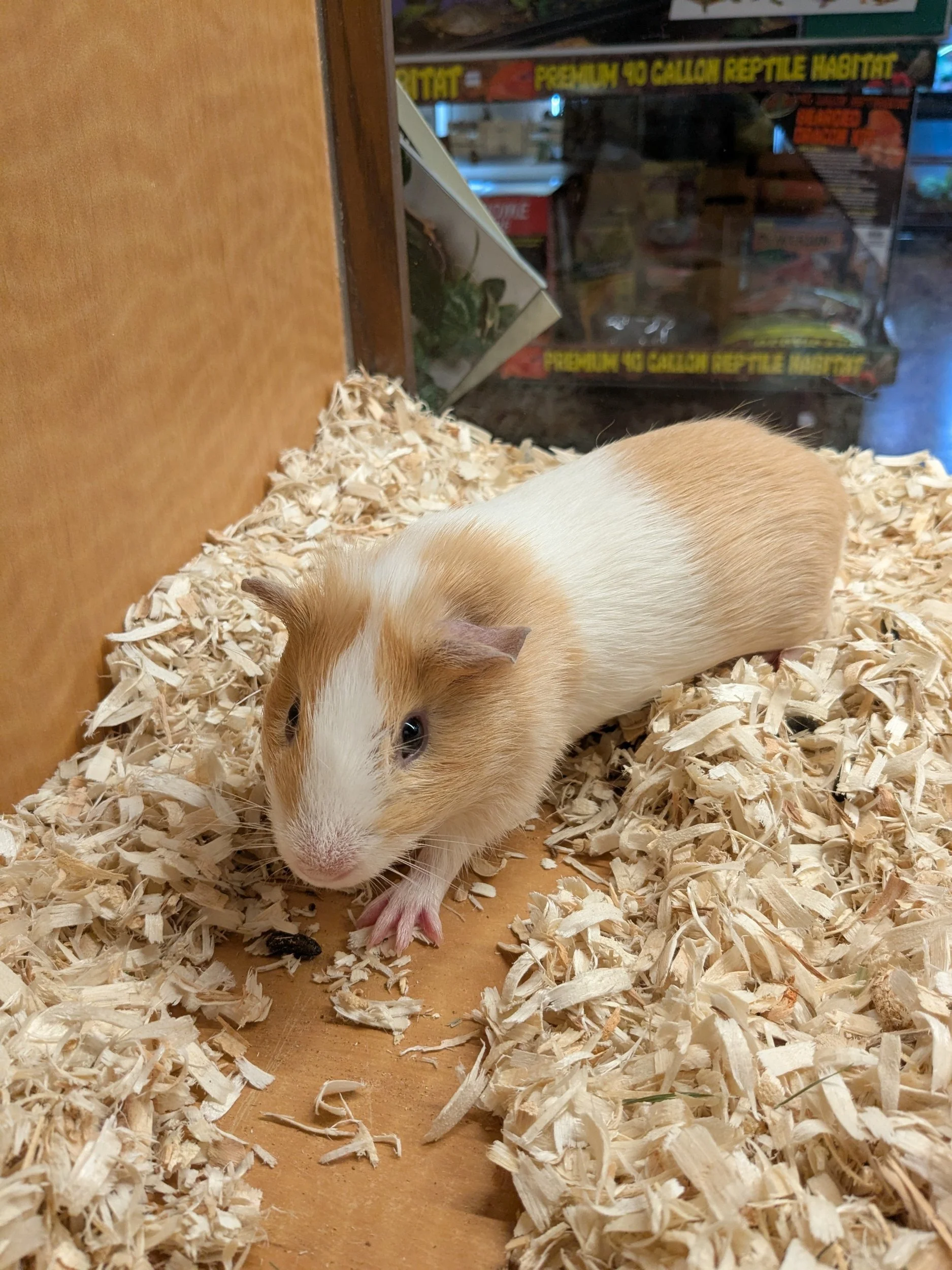 Guinea Pig
