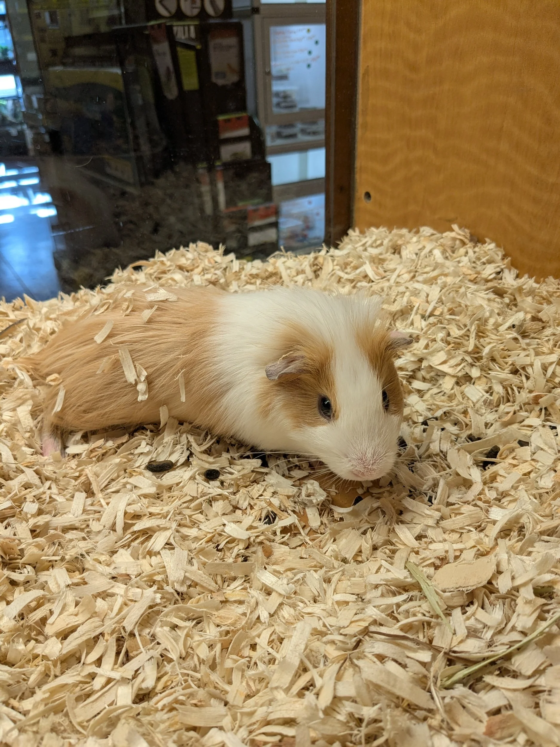 Guinea Pig