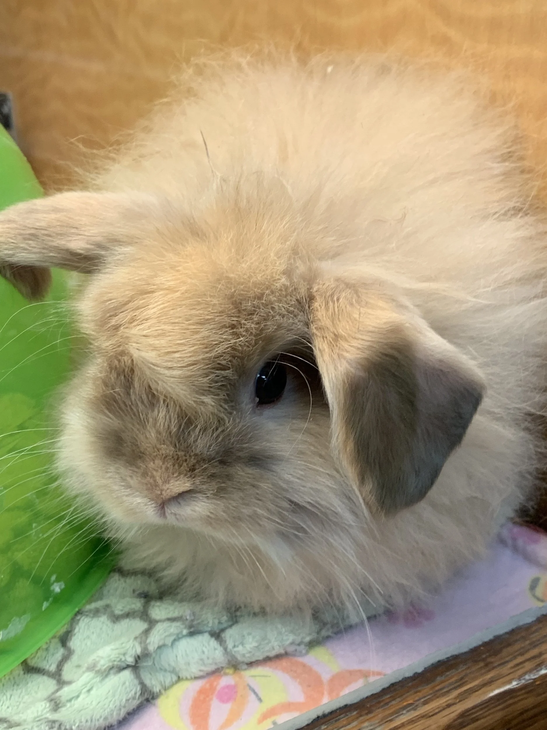 Fuzzy Holland Lop Bunny
