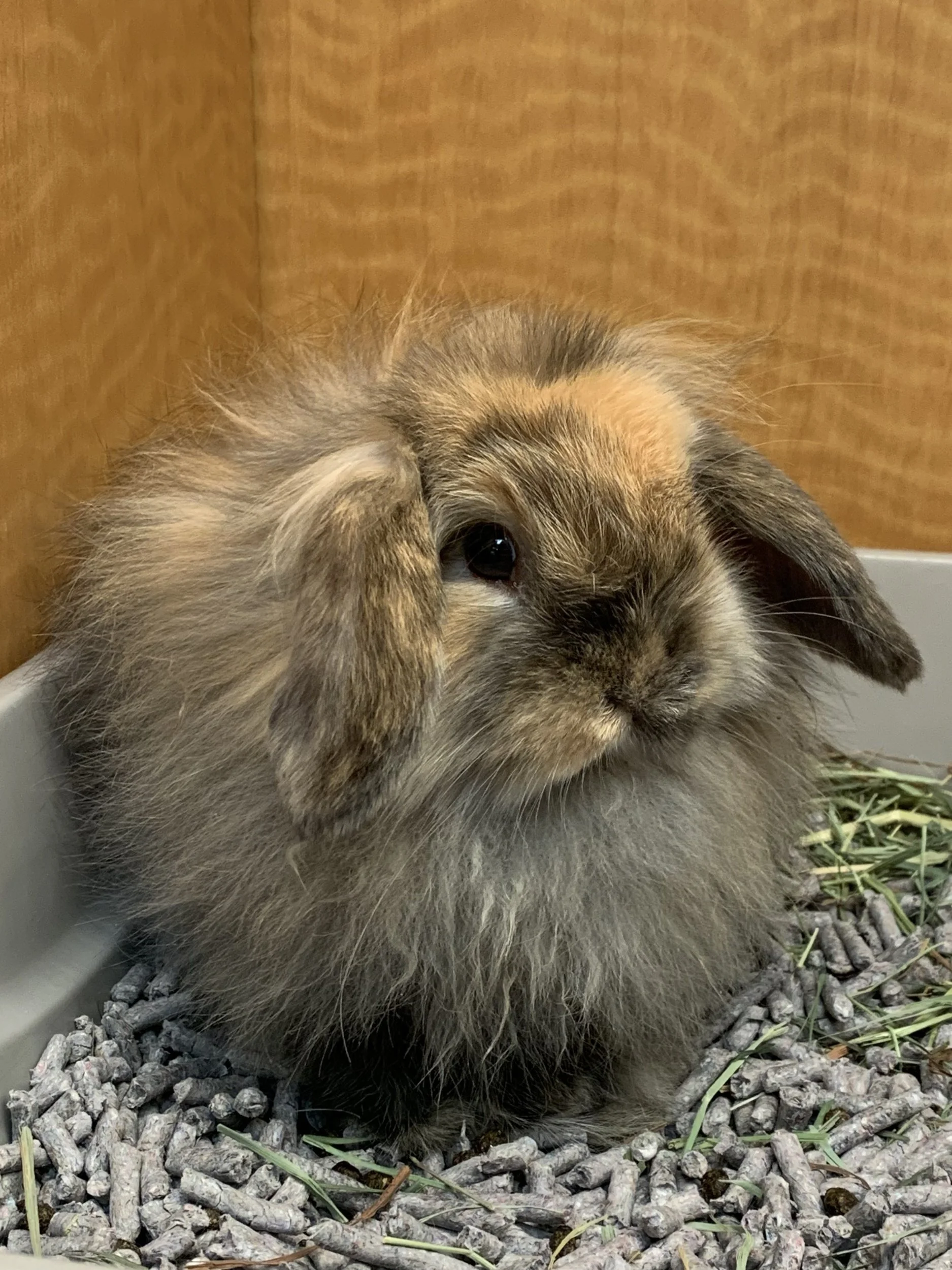 Fuzzy Holland Lop Bunny