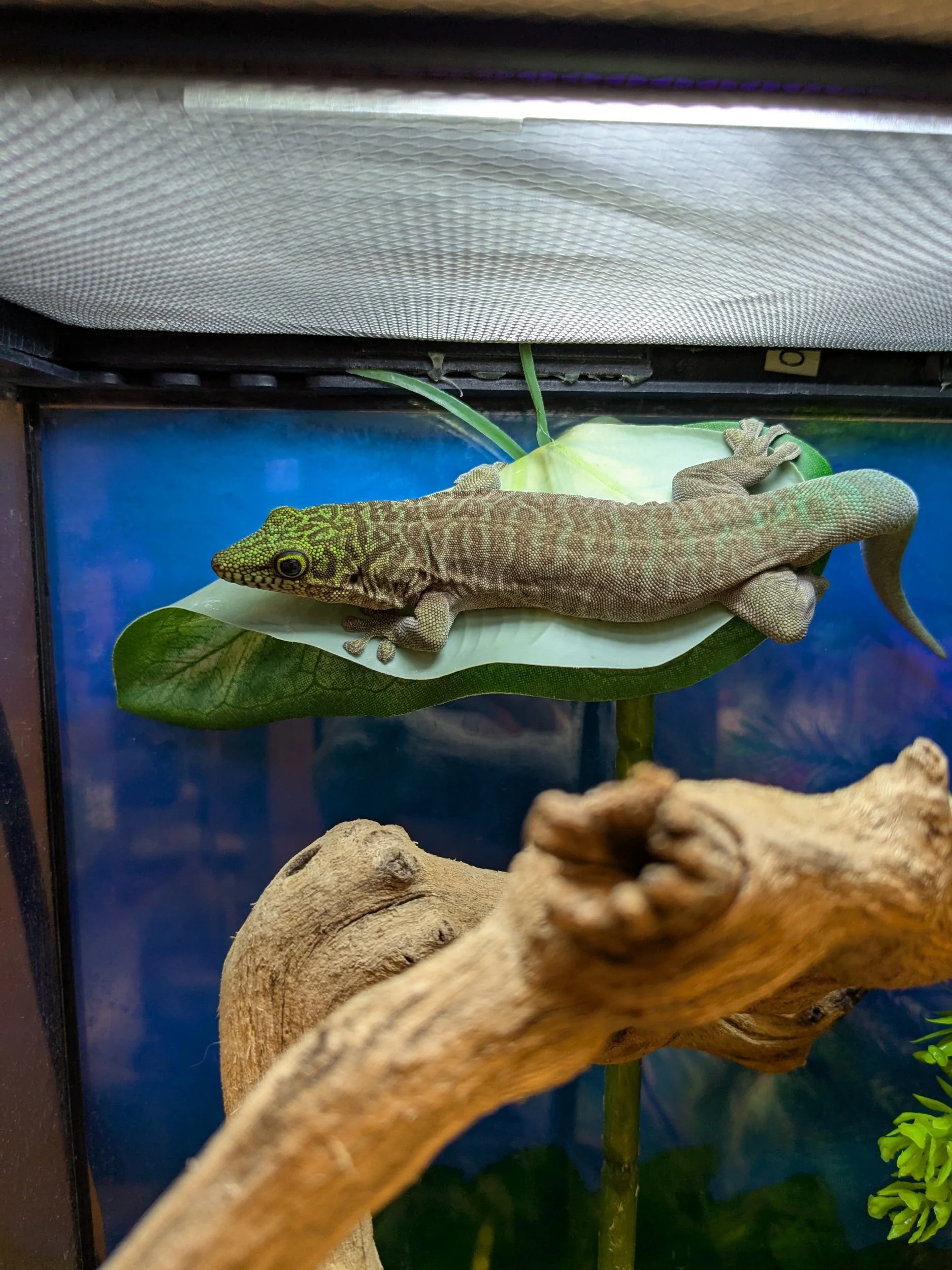Standing's Day Gecko