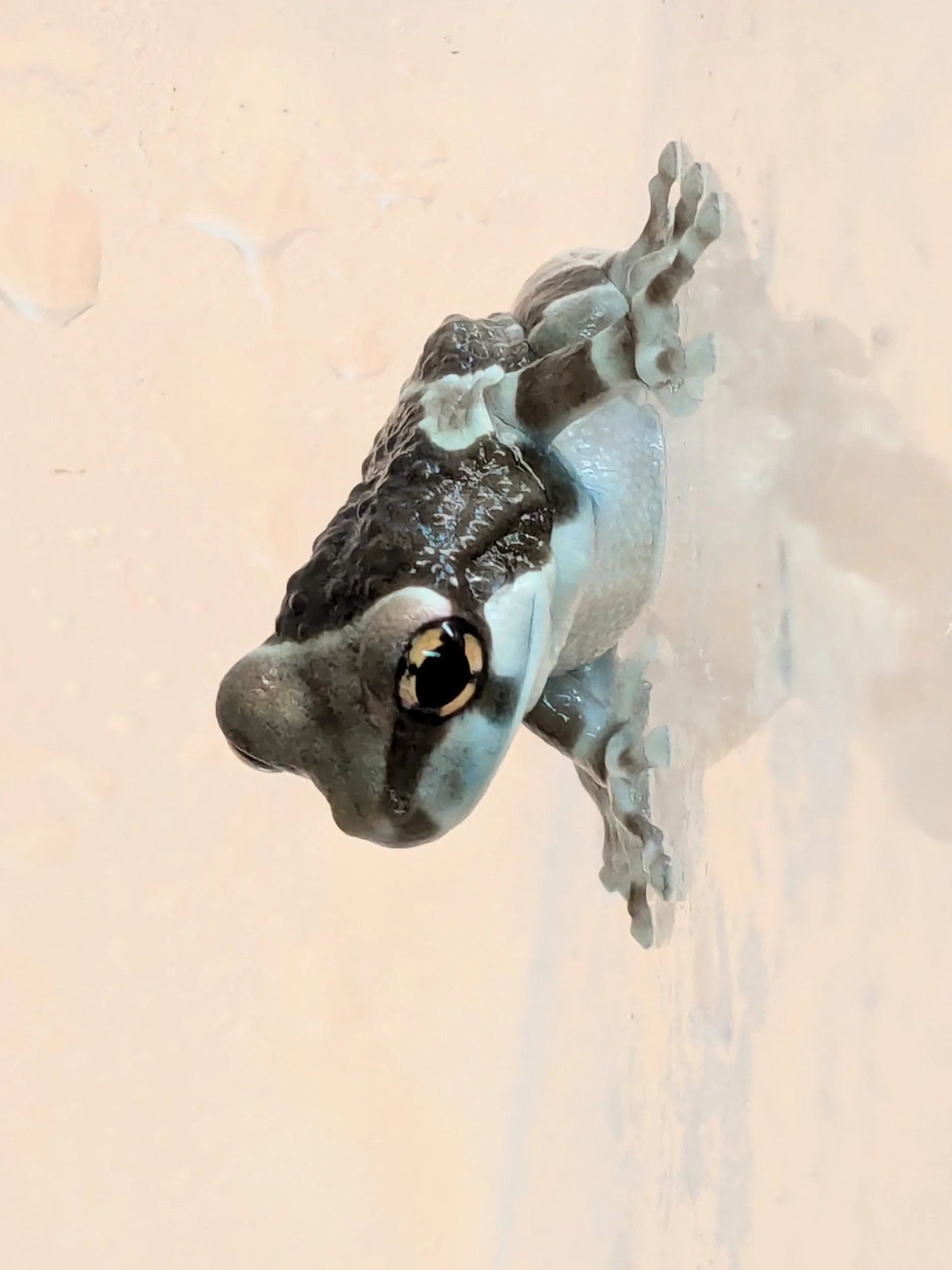 Amazon Milk Frog