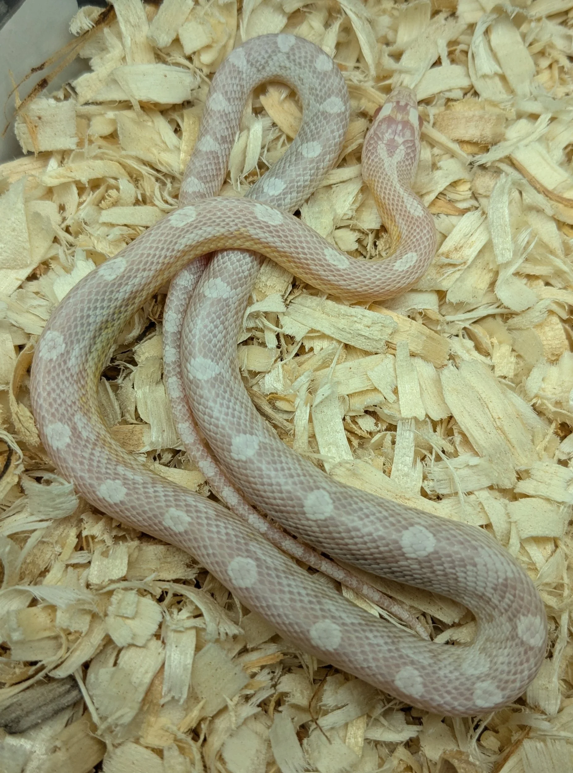 Snow Motley Corn Snake