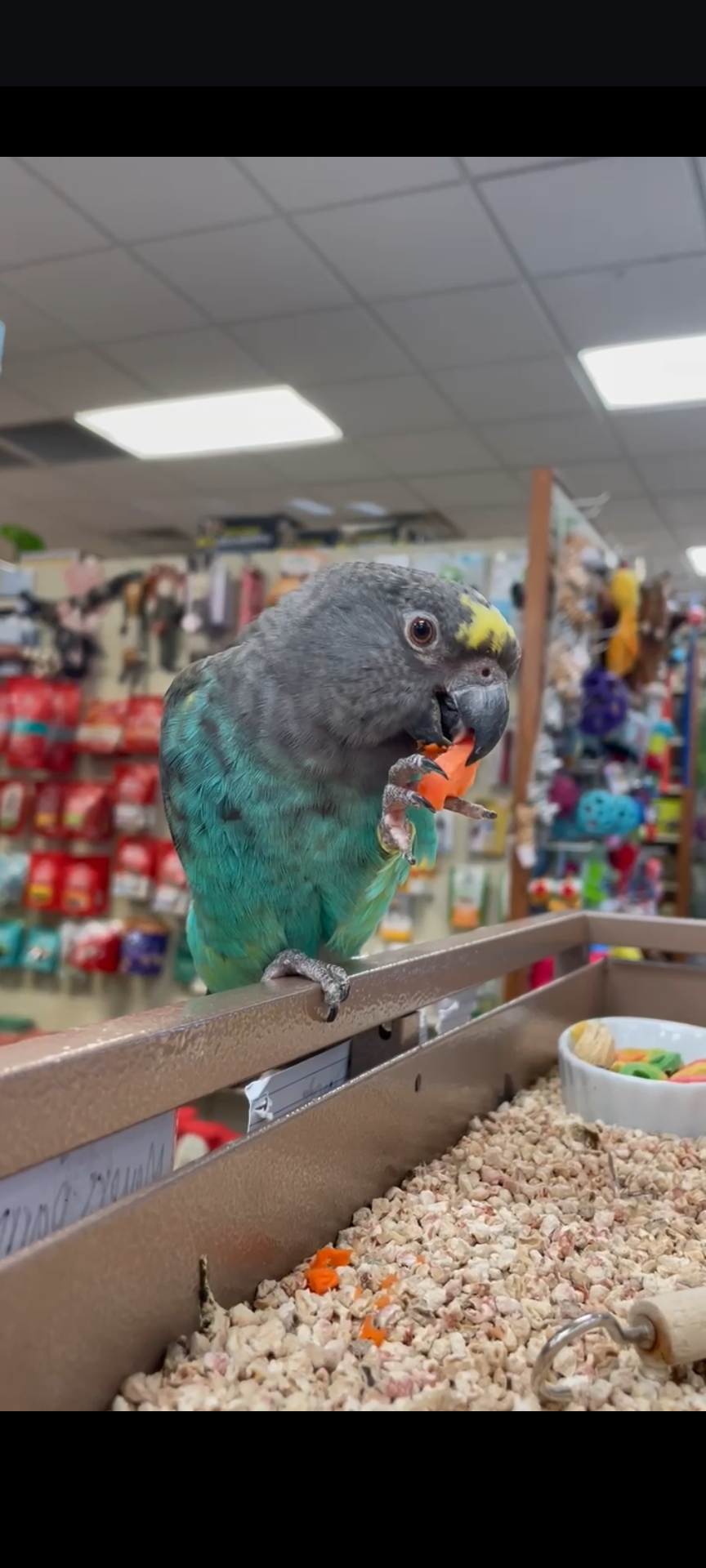 Marley the Meyer's Parrot