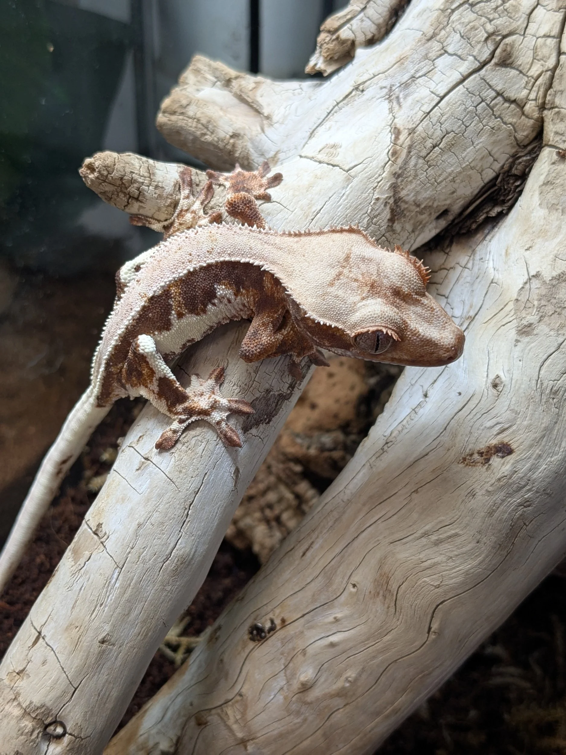 Lily White Crested Gecko