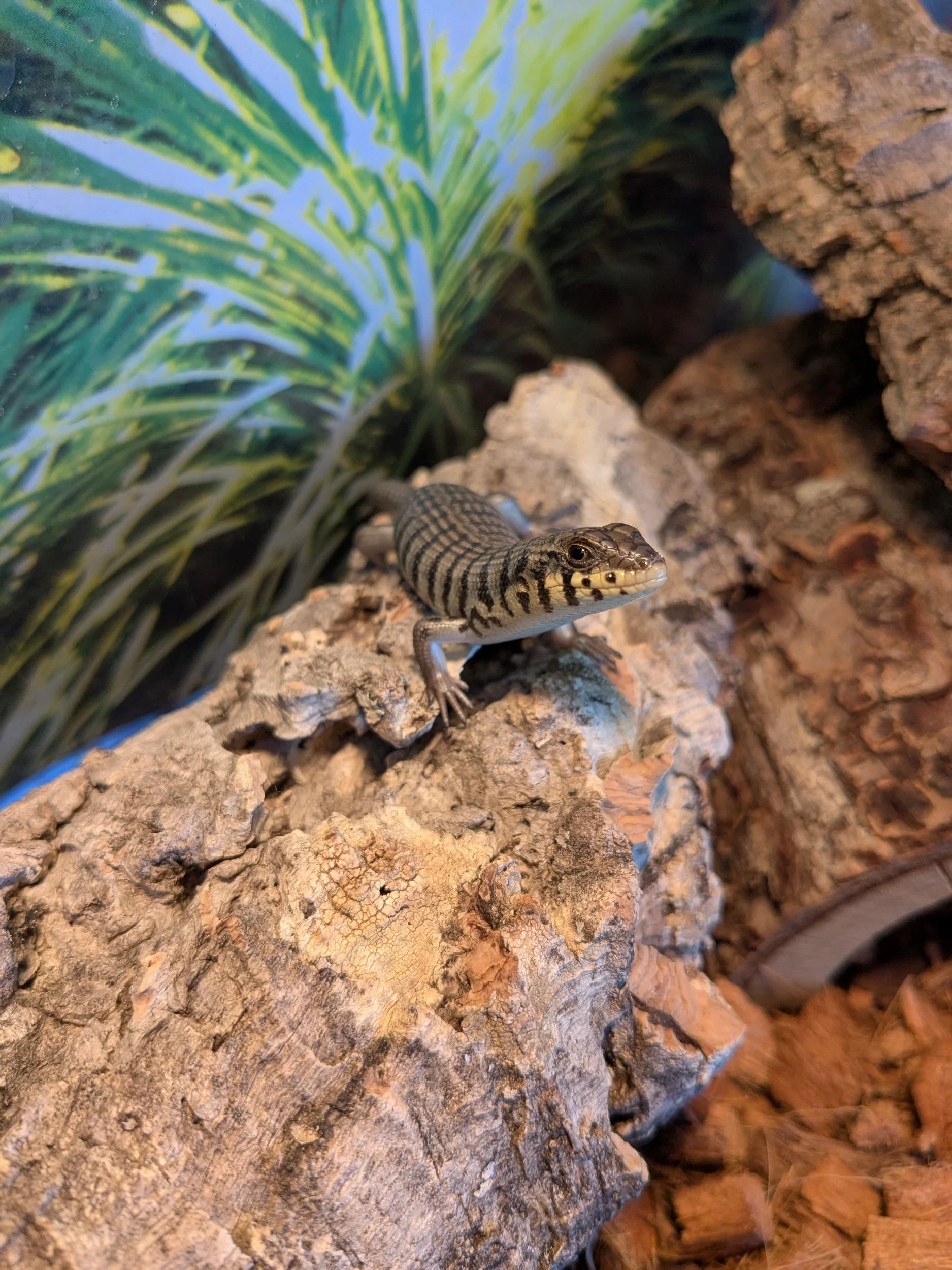 Zebra Skink