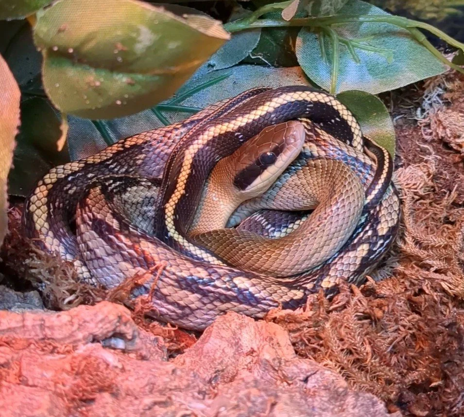 Vietnamese Blue Beauty Rat Snake