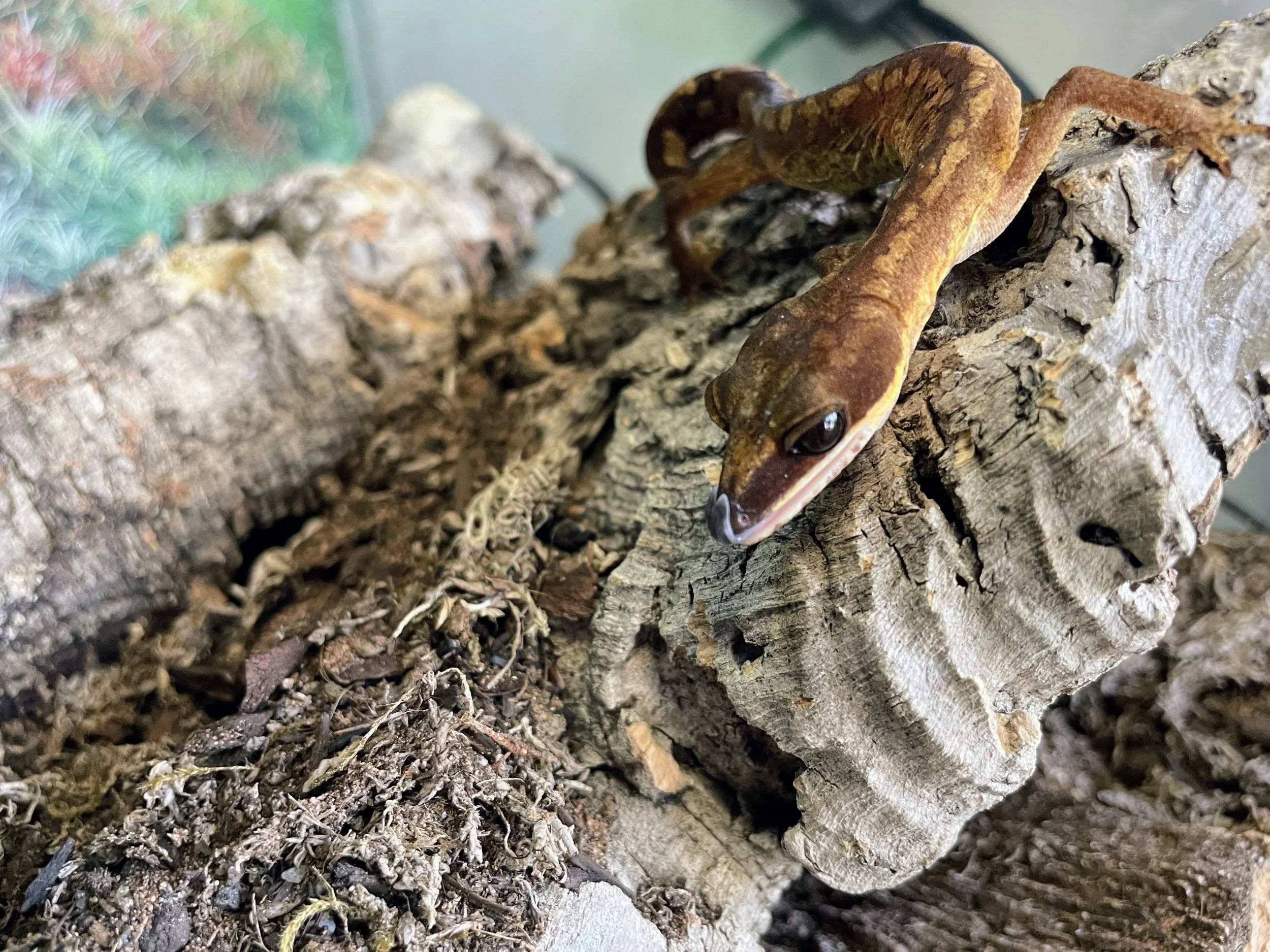 Malaysian Cat Gecko
