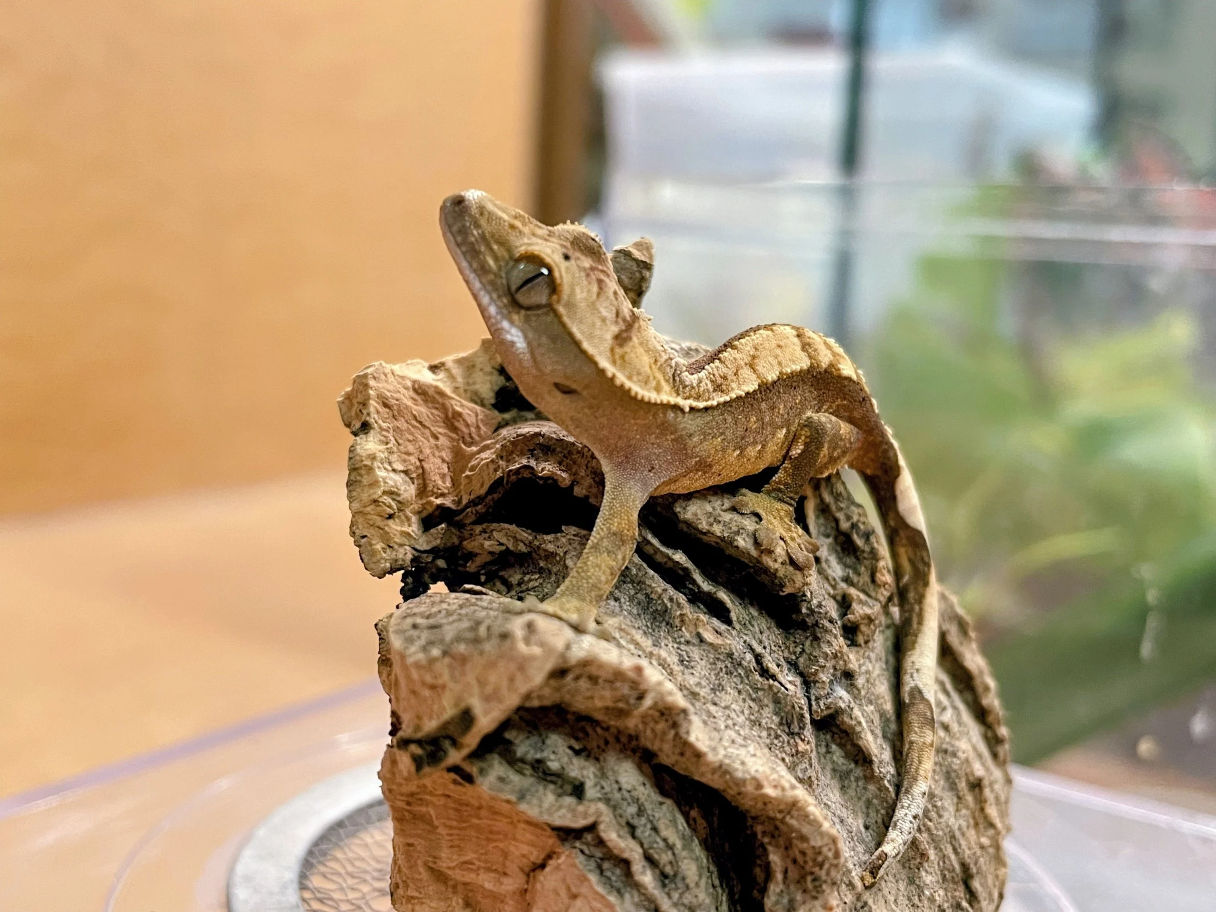 Crested Gecko