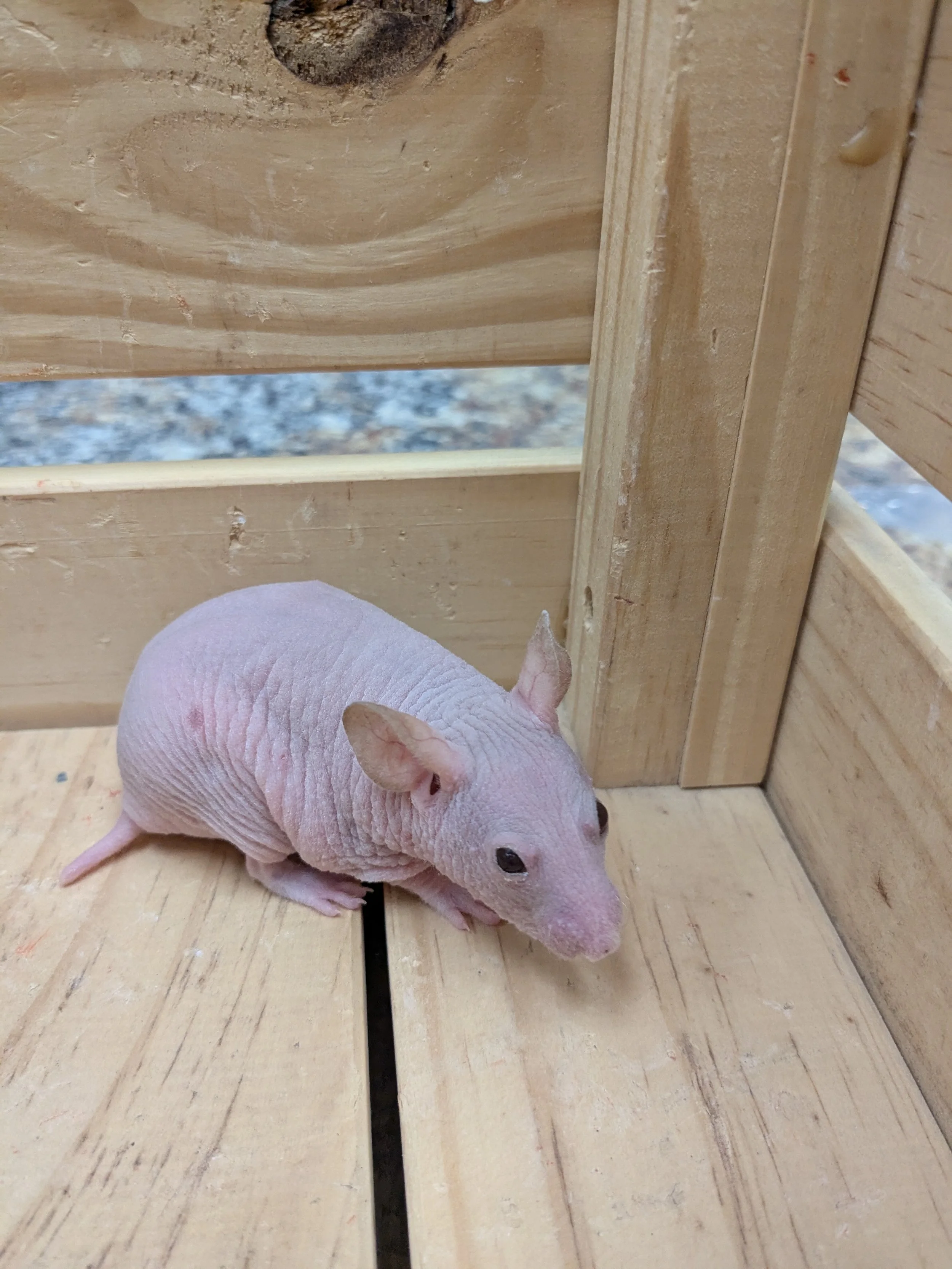 Hairless Hamster