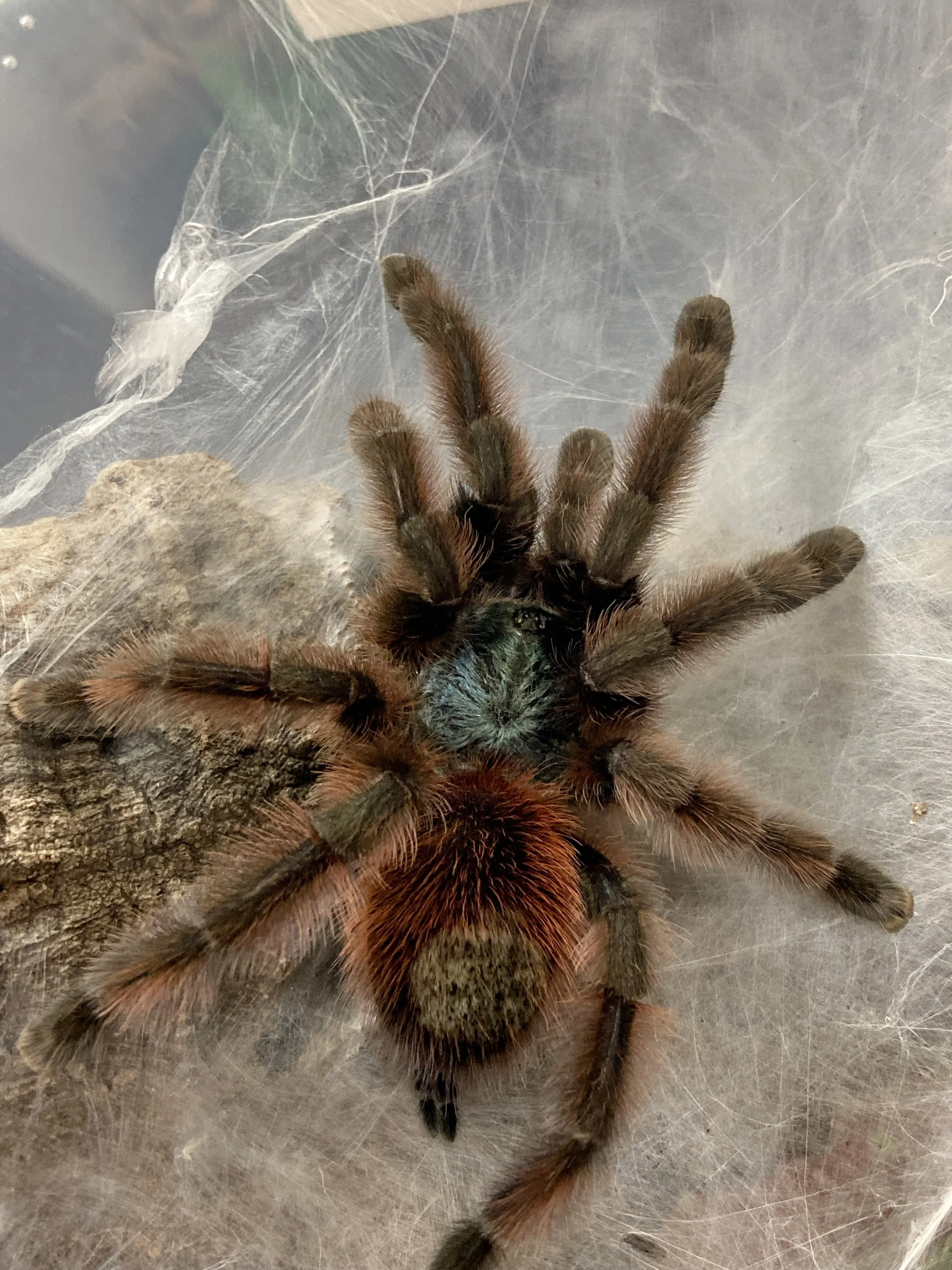 C. versicolor Antilles Pink Toe