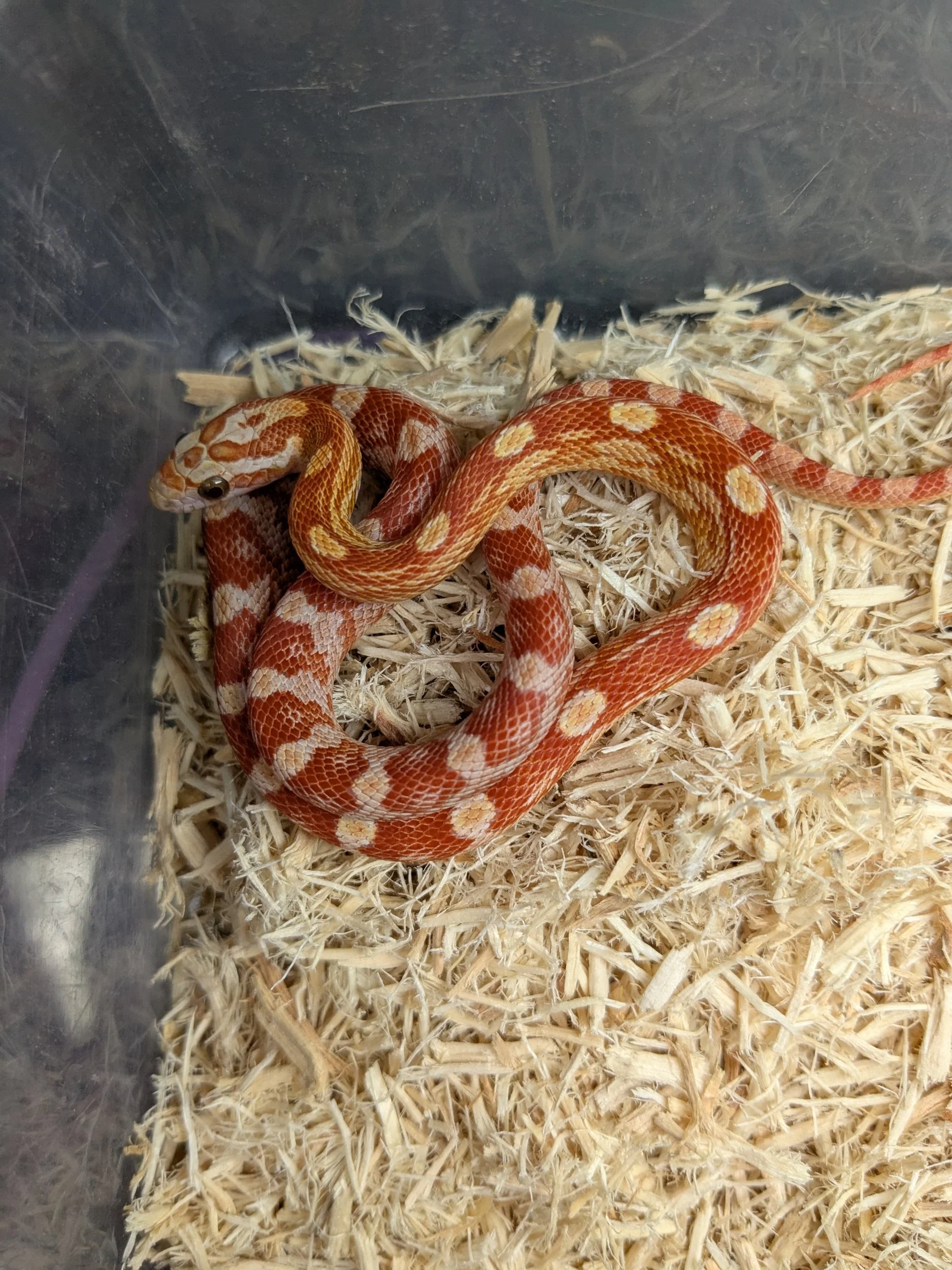 Ultramel Corn Snake