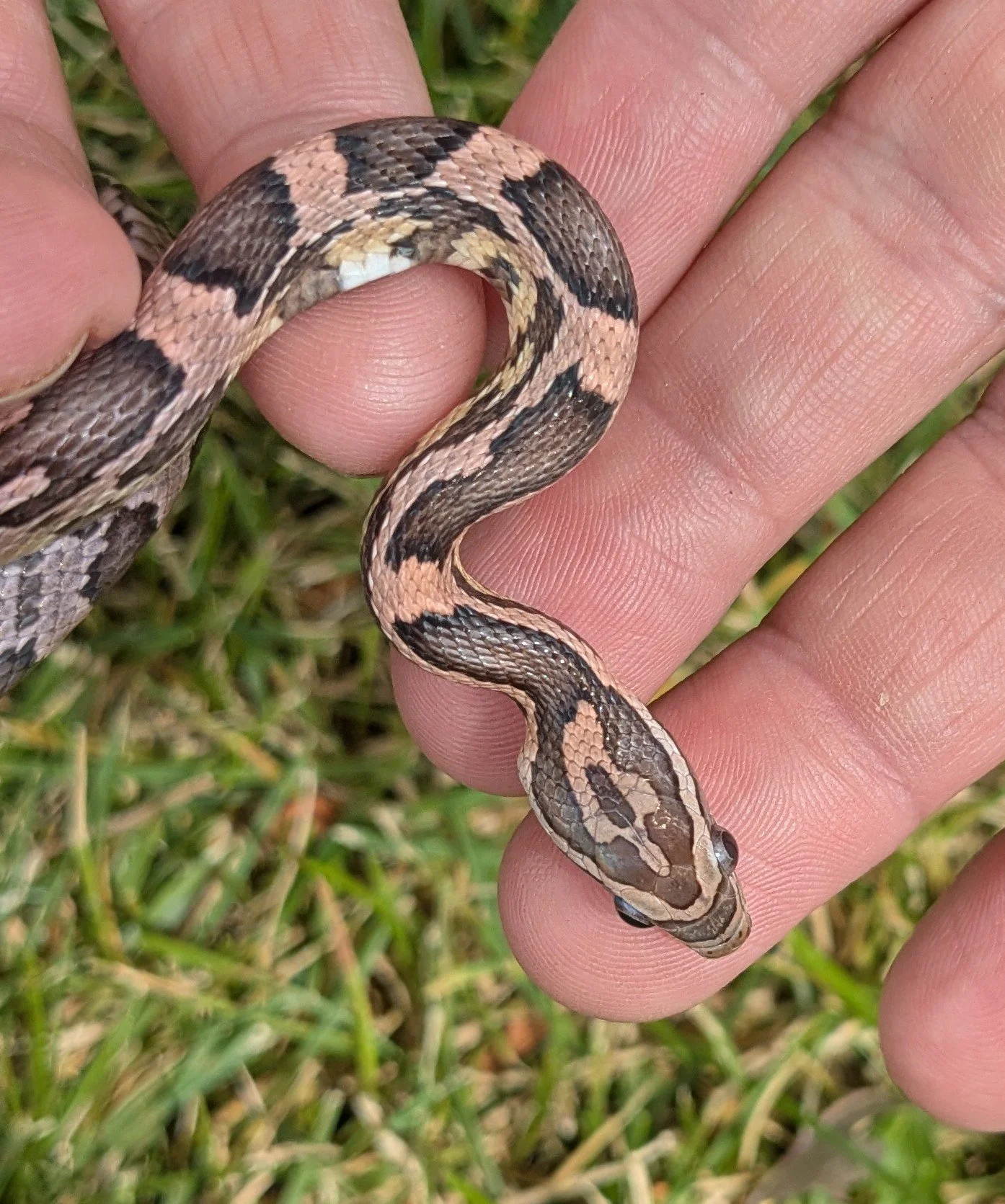 Anerythristic Red Factor Corn Snake