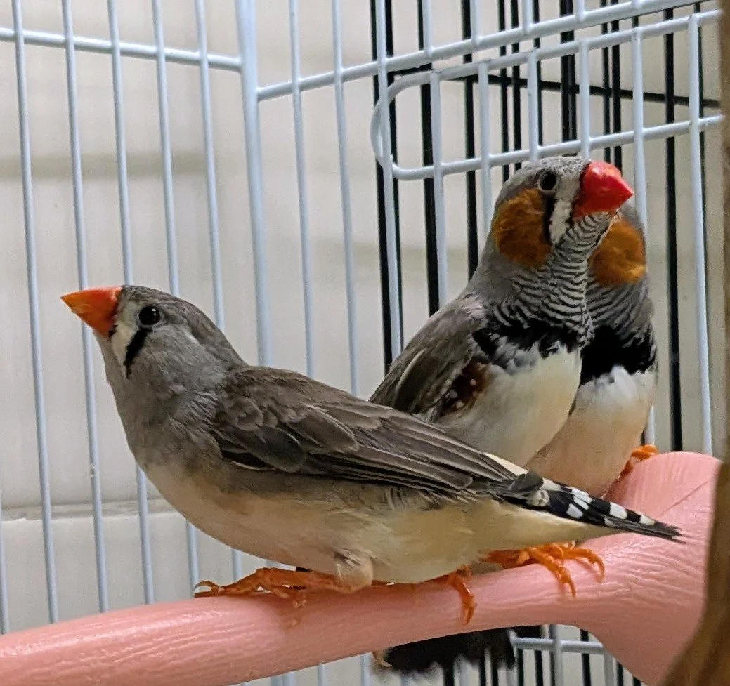 Zebra Finches