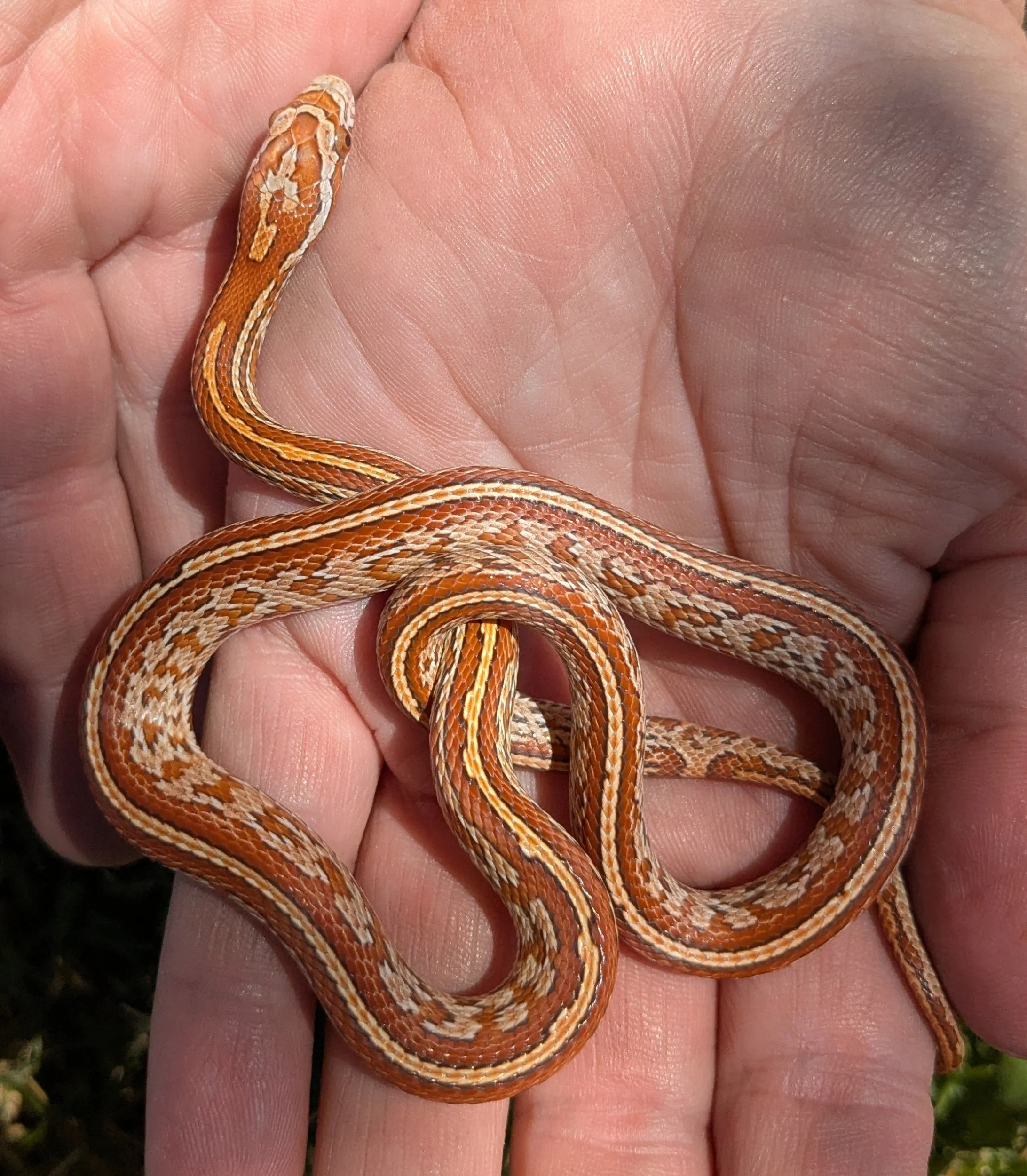 Hypo Tessera Corn Snake