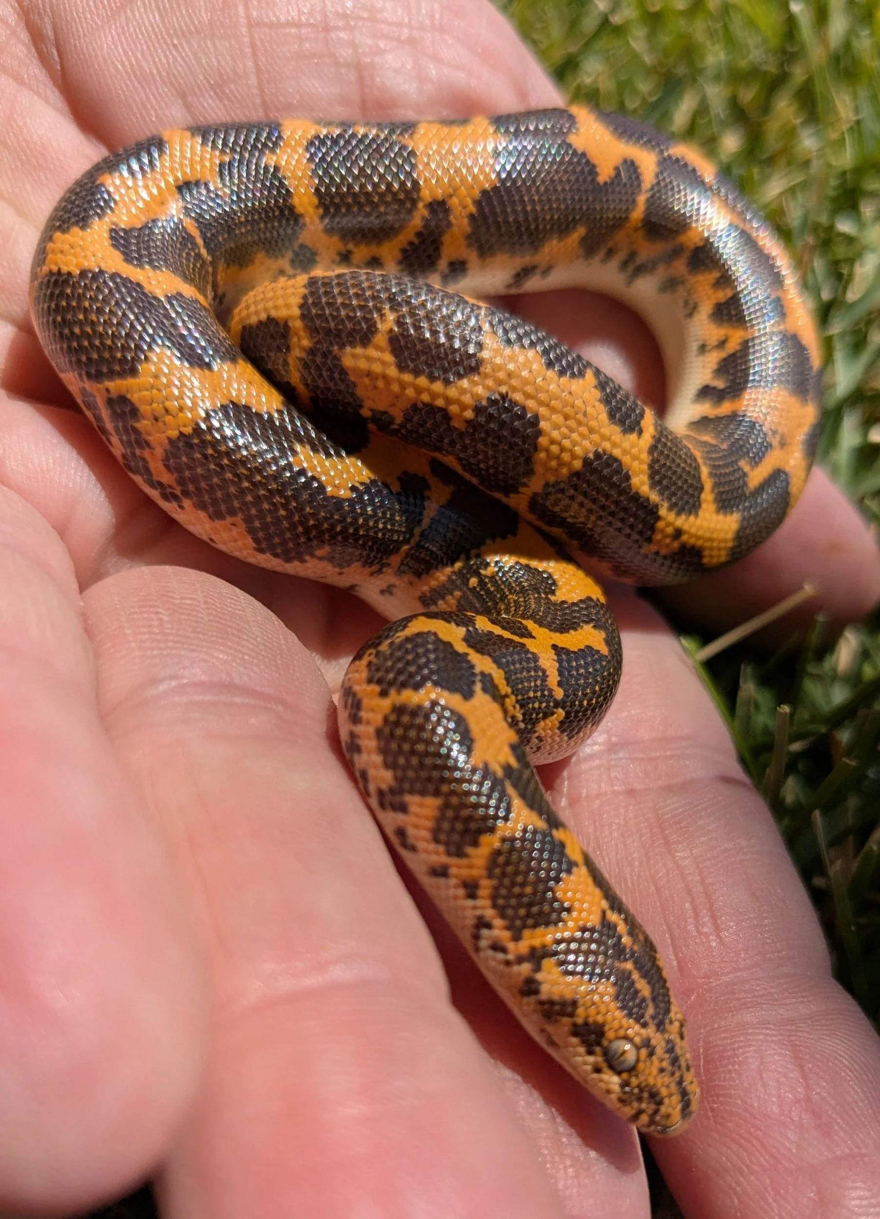 Classic Kenyan Sand Boa