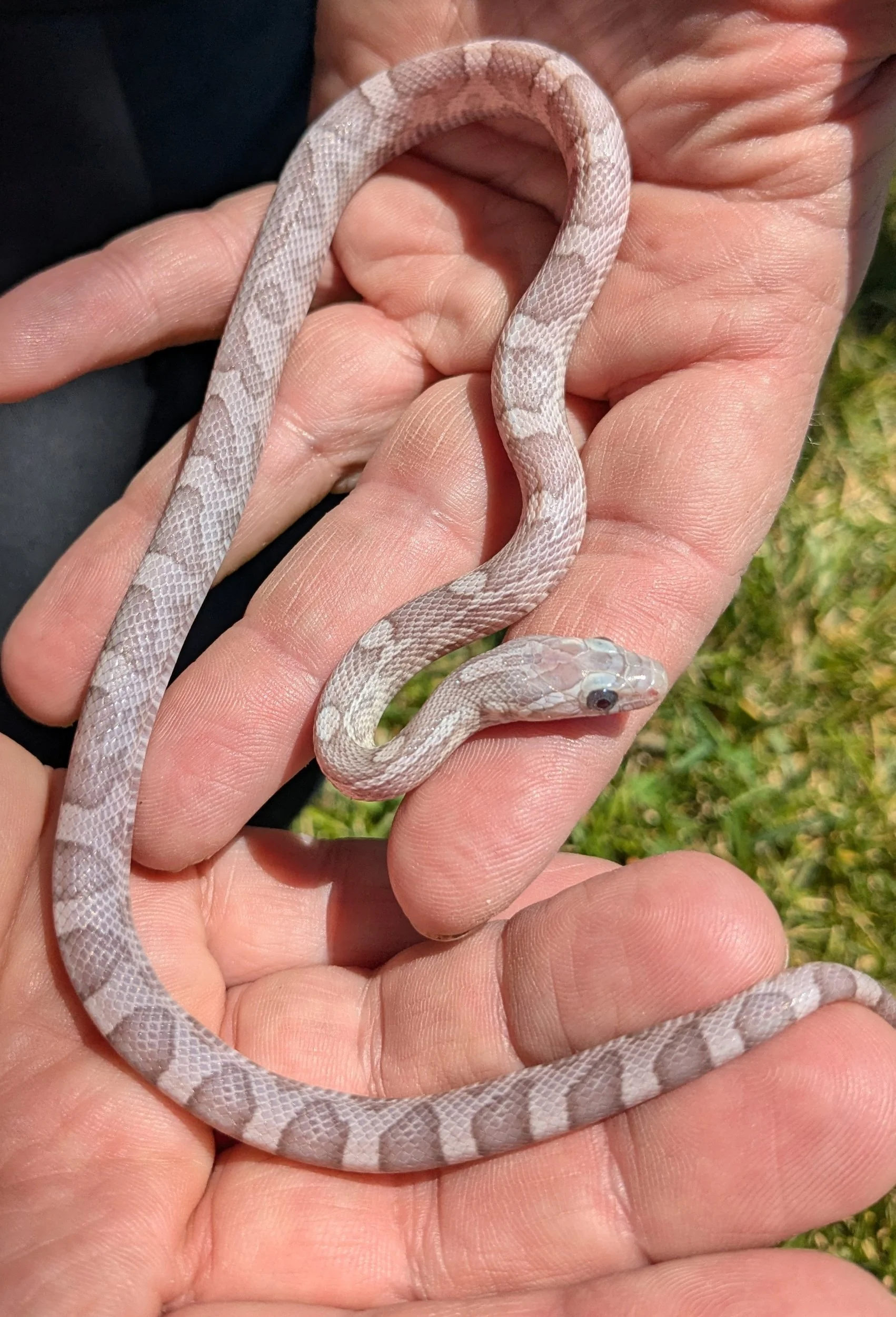 Lavender Anerythristic Corn Snake