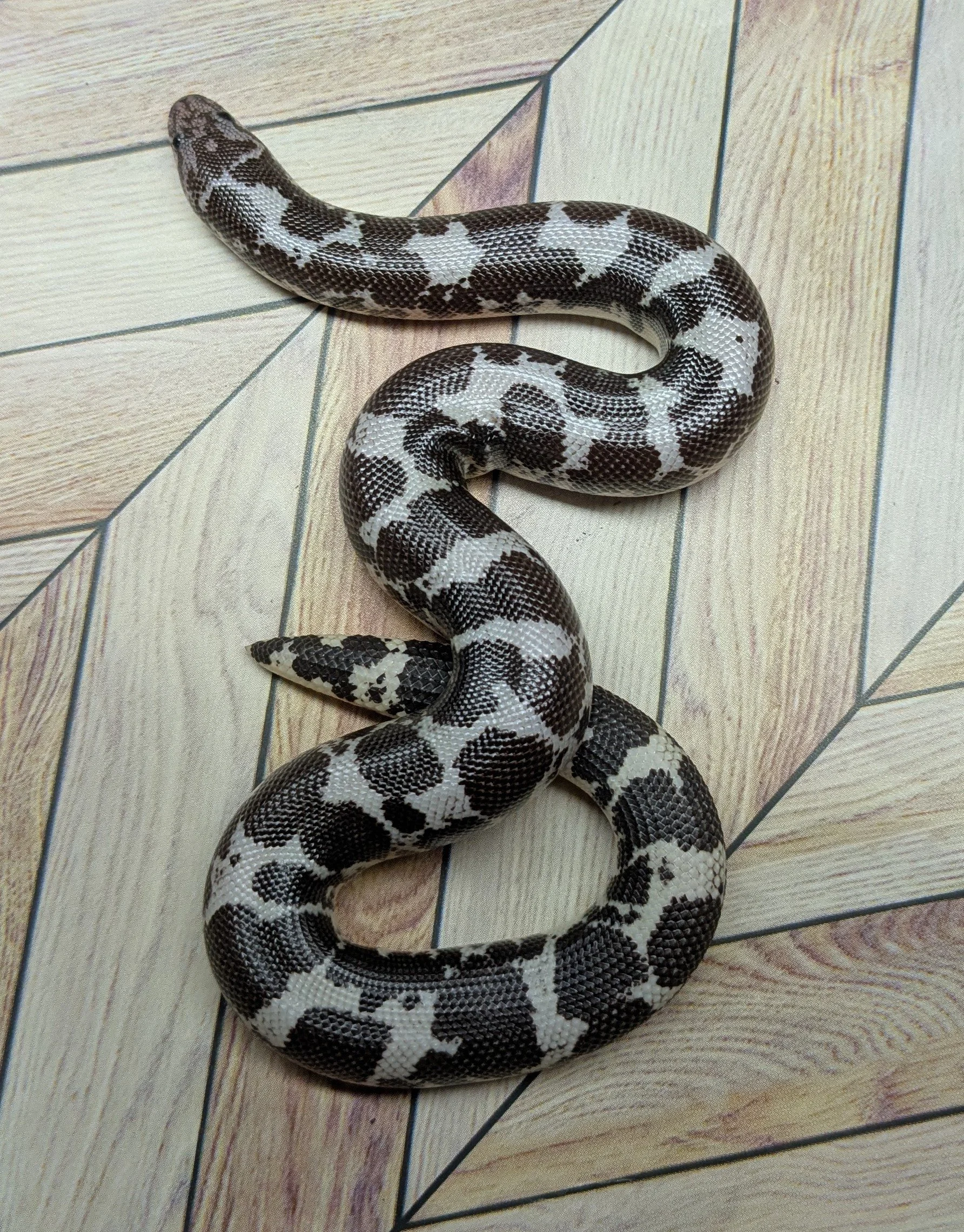 Anerythristic Kenyan Sand Boa