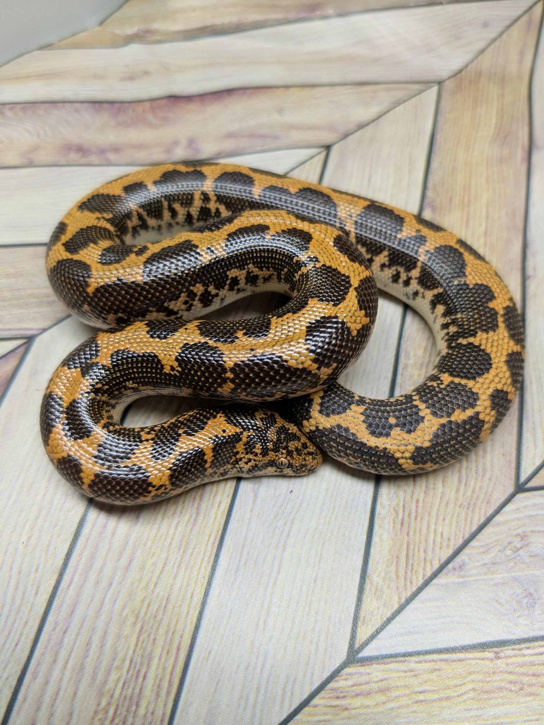 Classic Kenyan Sand Boa
