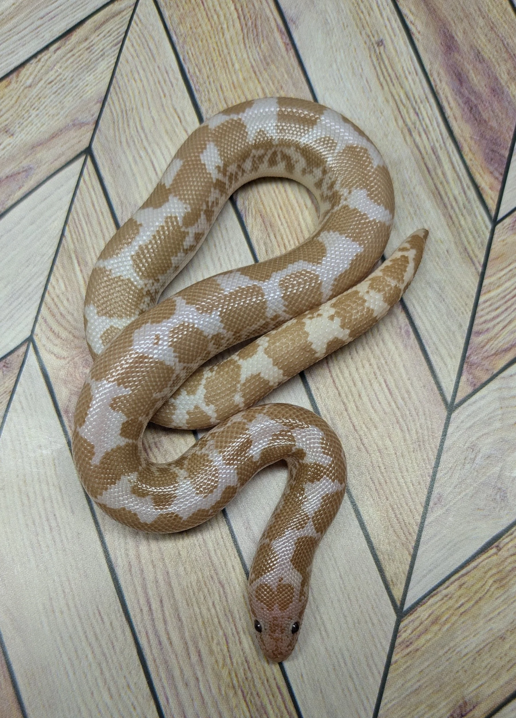 Snow Kenyan Sand Boa