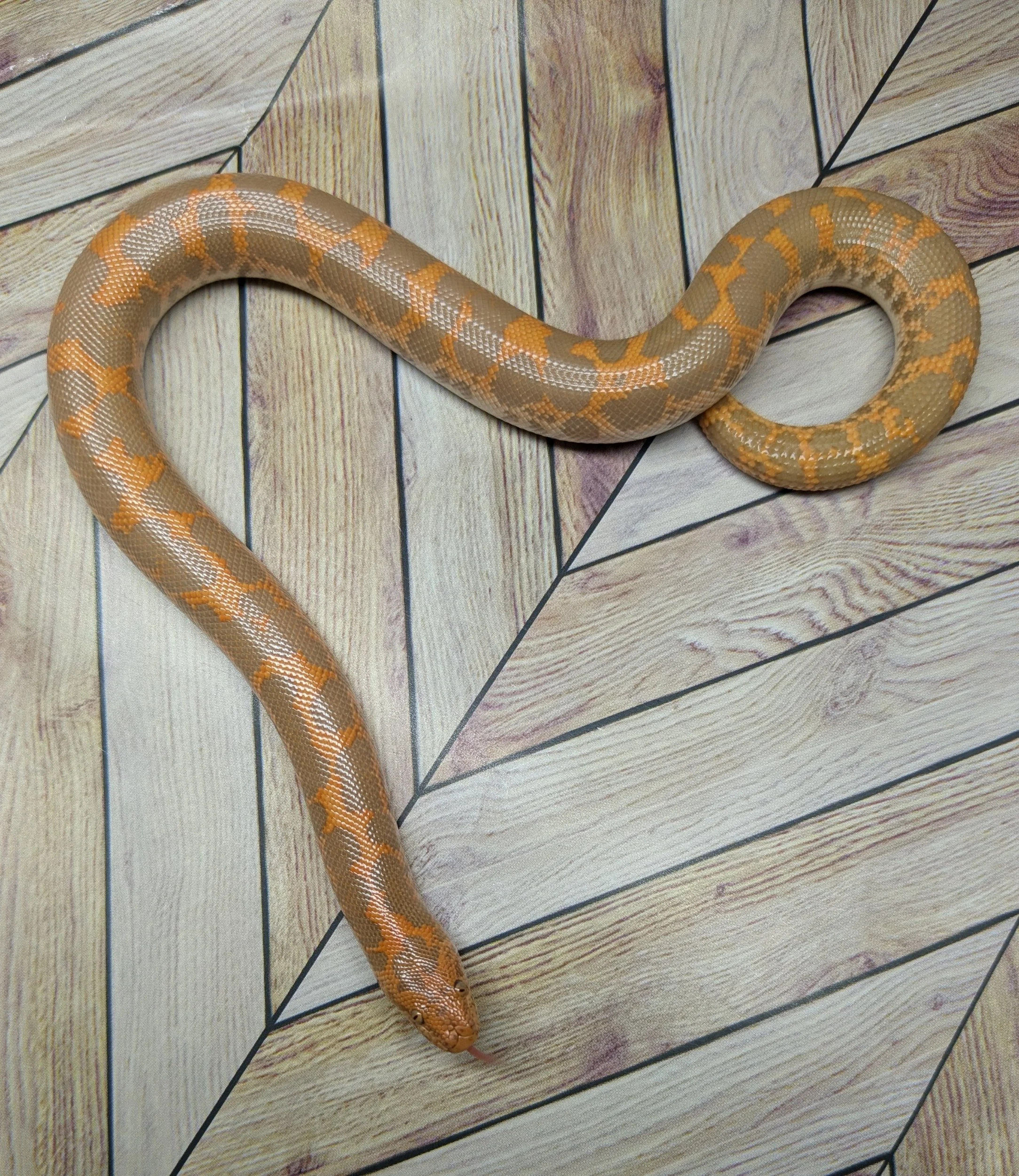 Albino Kenyan Sand Boa