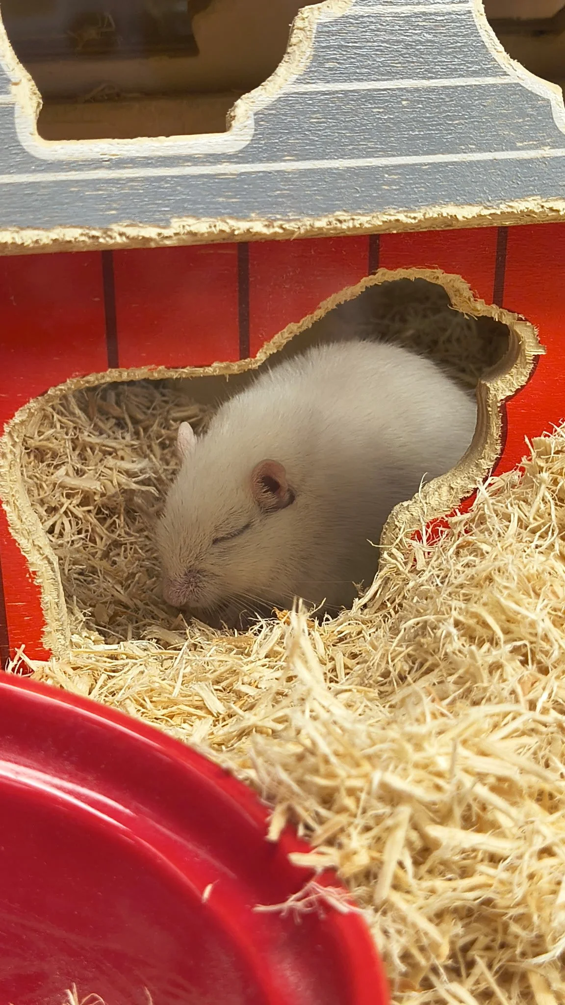 Gerbil
