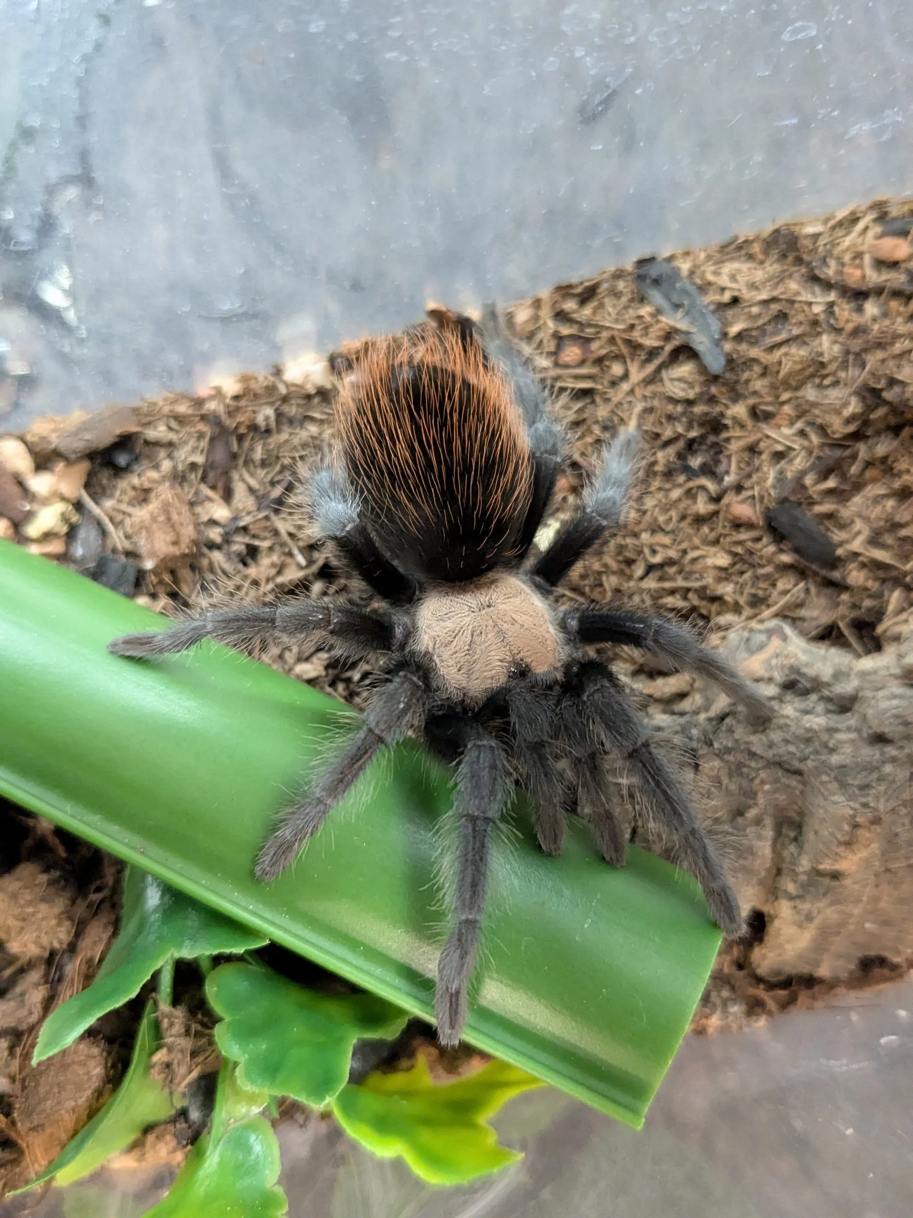 B. albiceps Golden Red Rump