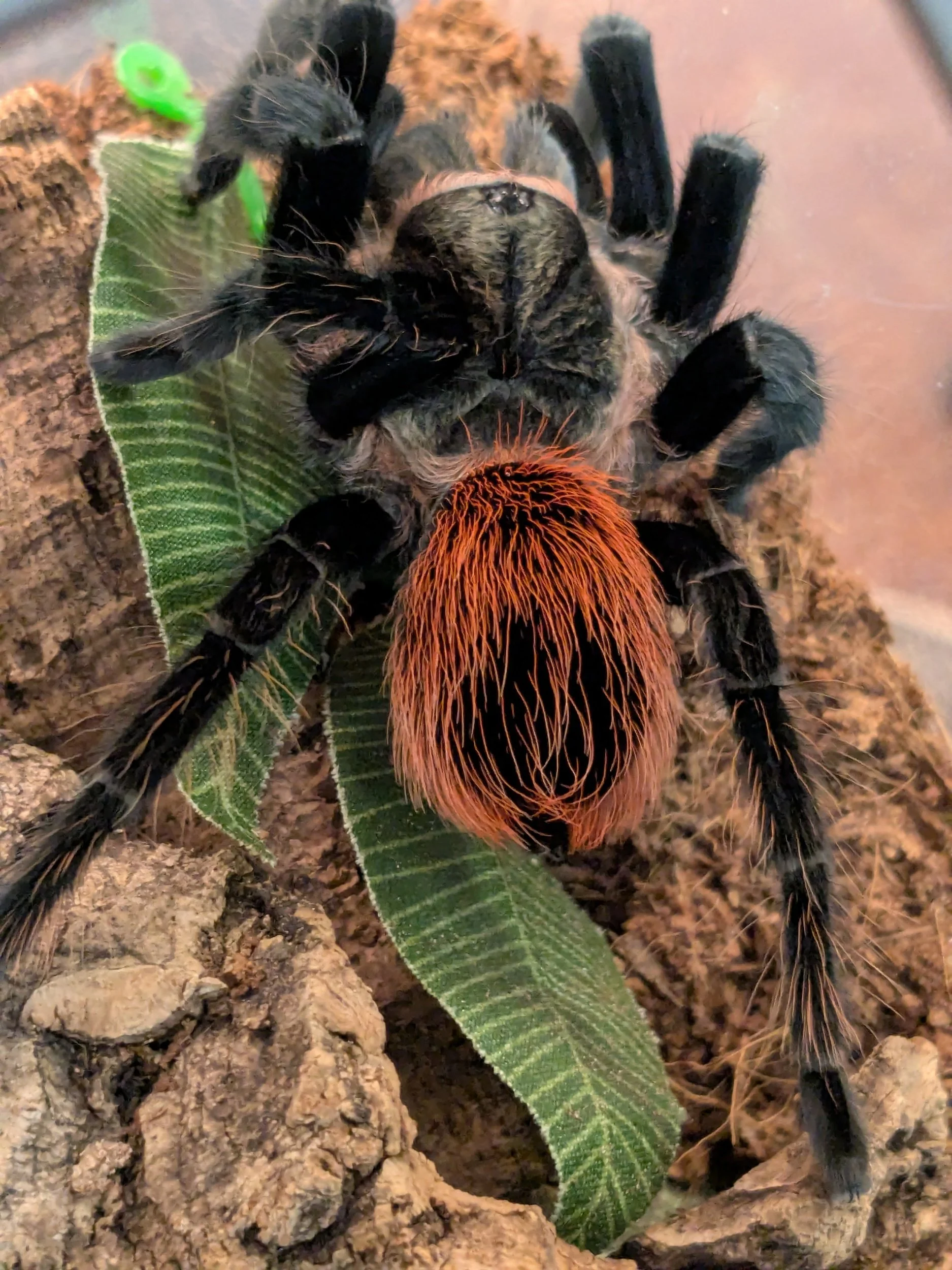 T. kahlenbergi Veracruz Red Rump