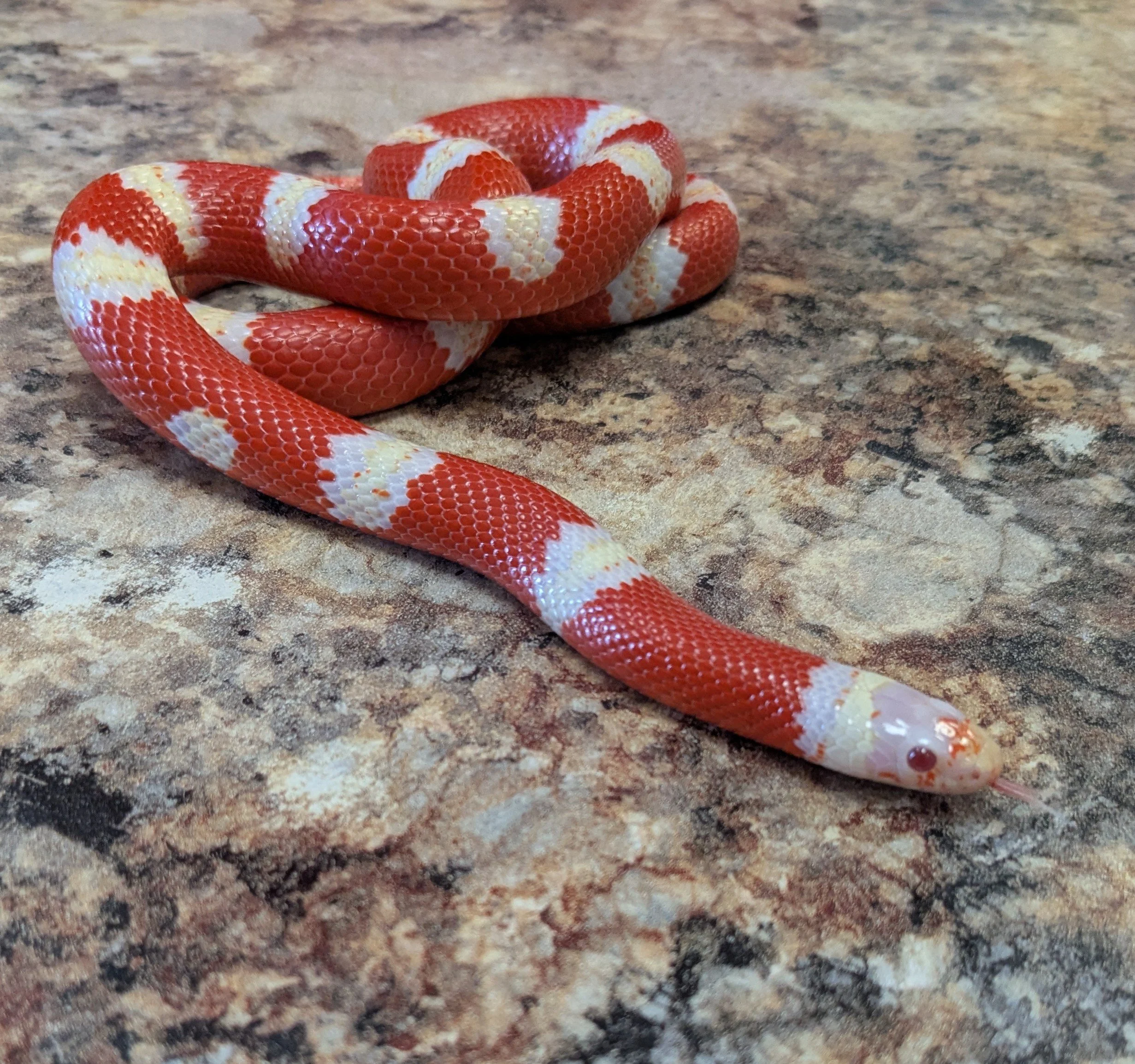 Albino Nelson's Milksnake