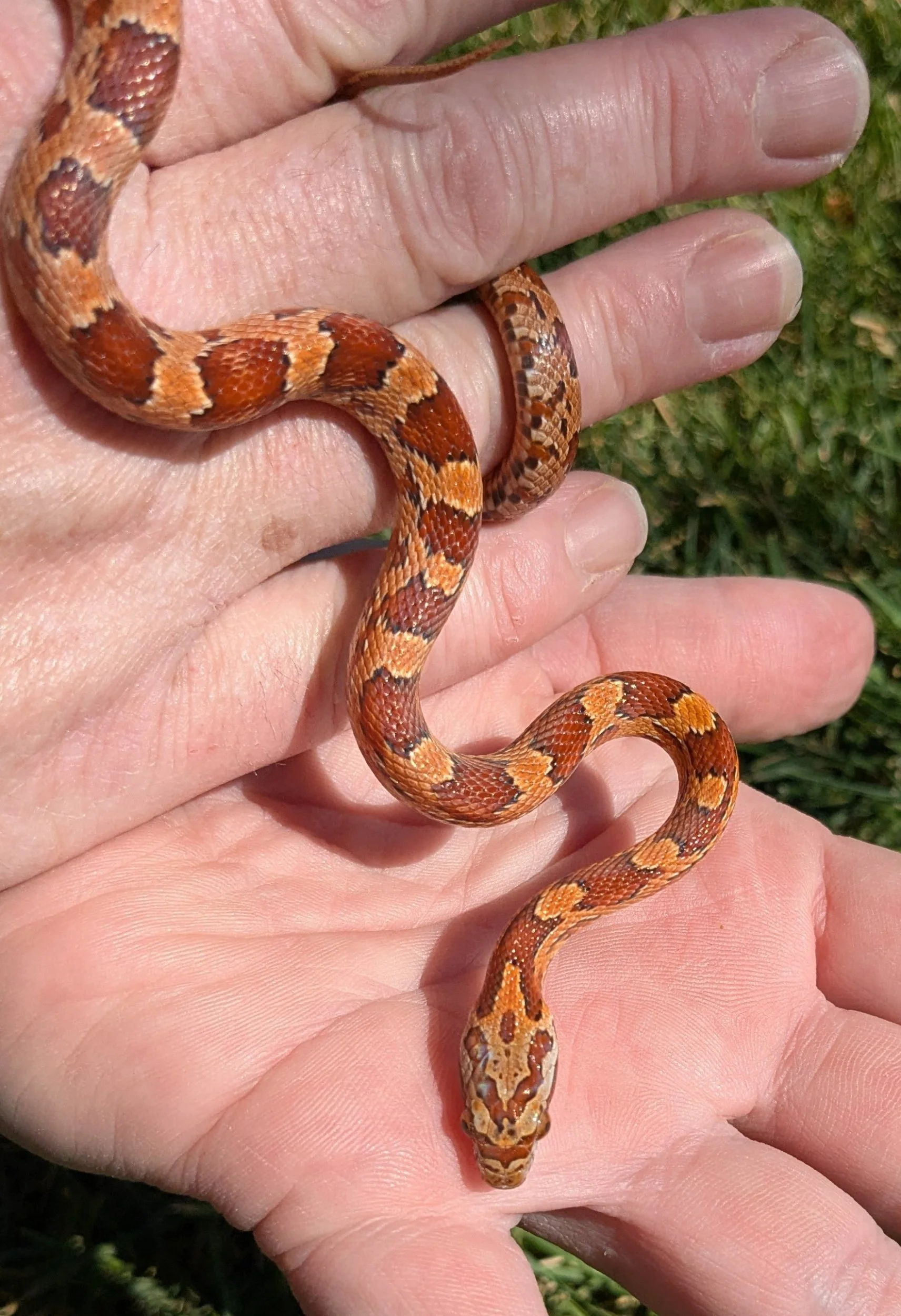 Classic Masque Corn Snake