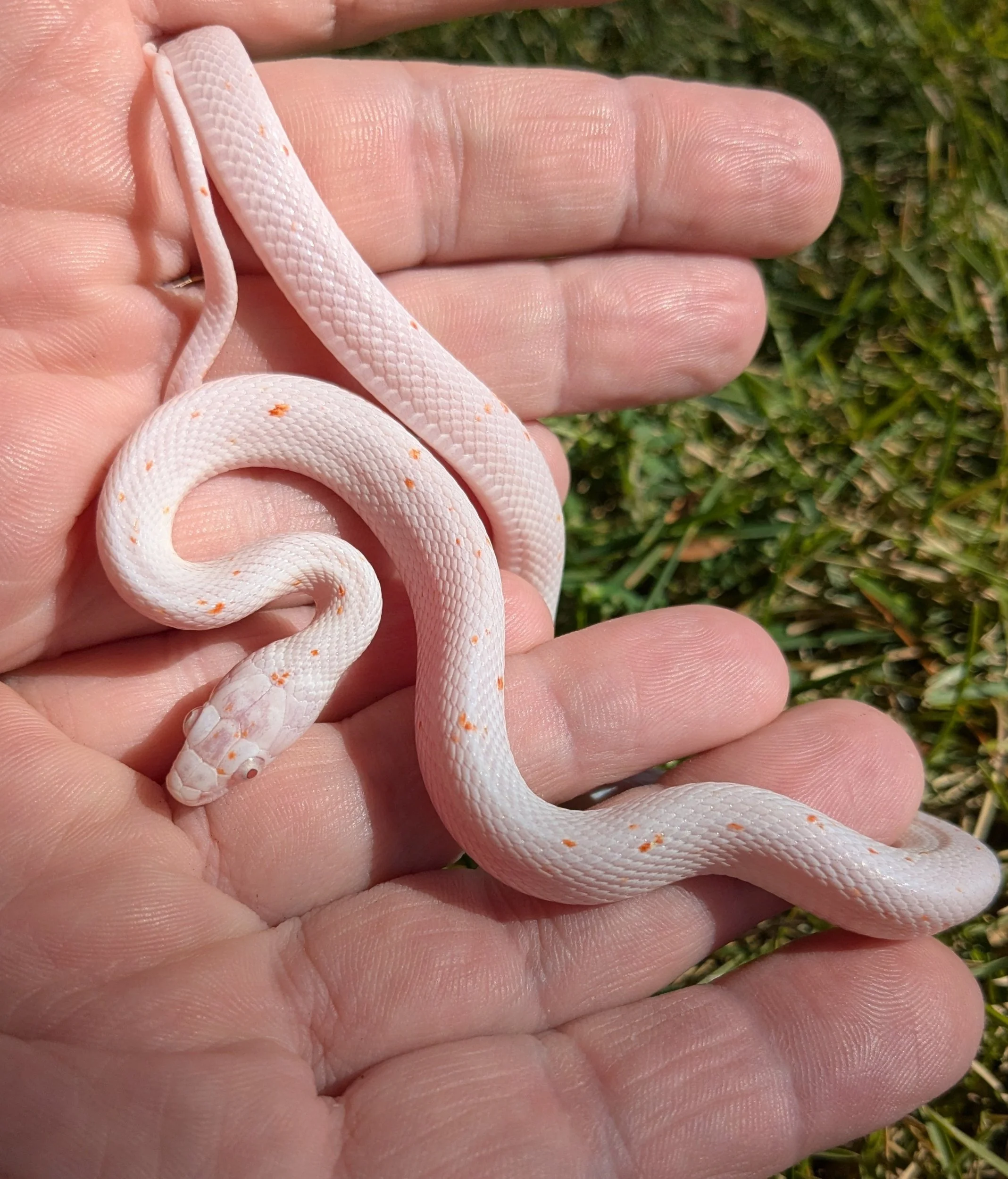 Amelanistic Palmetto Corn Snake