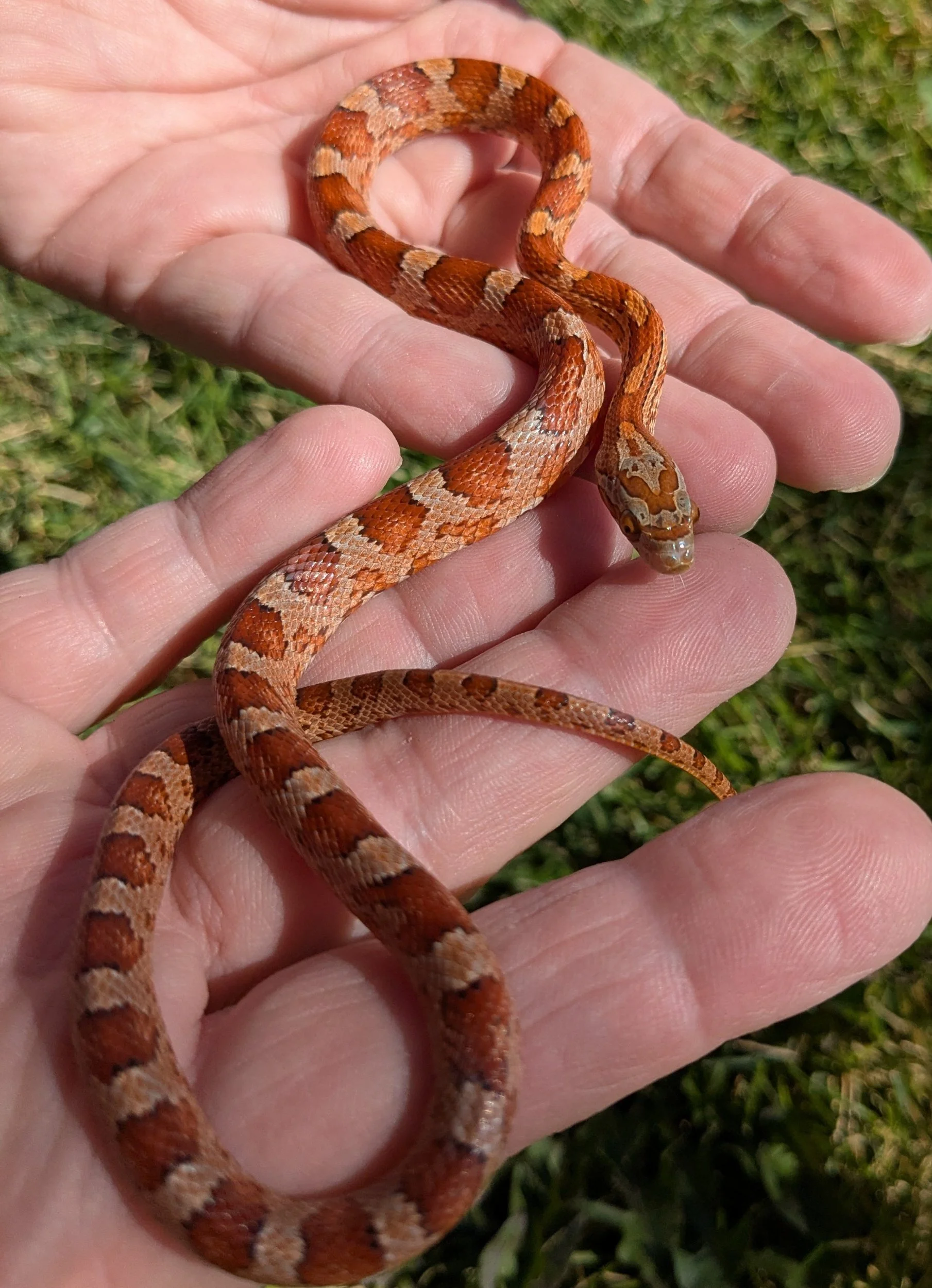 Blood Red Corn Snake
