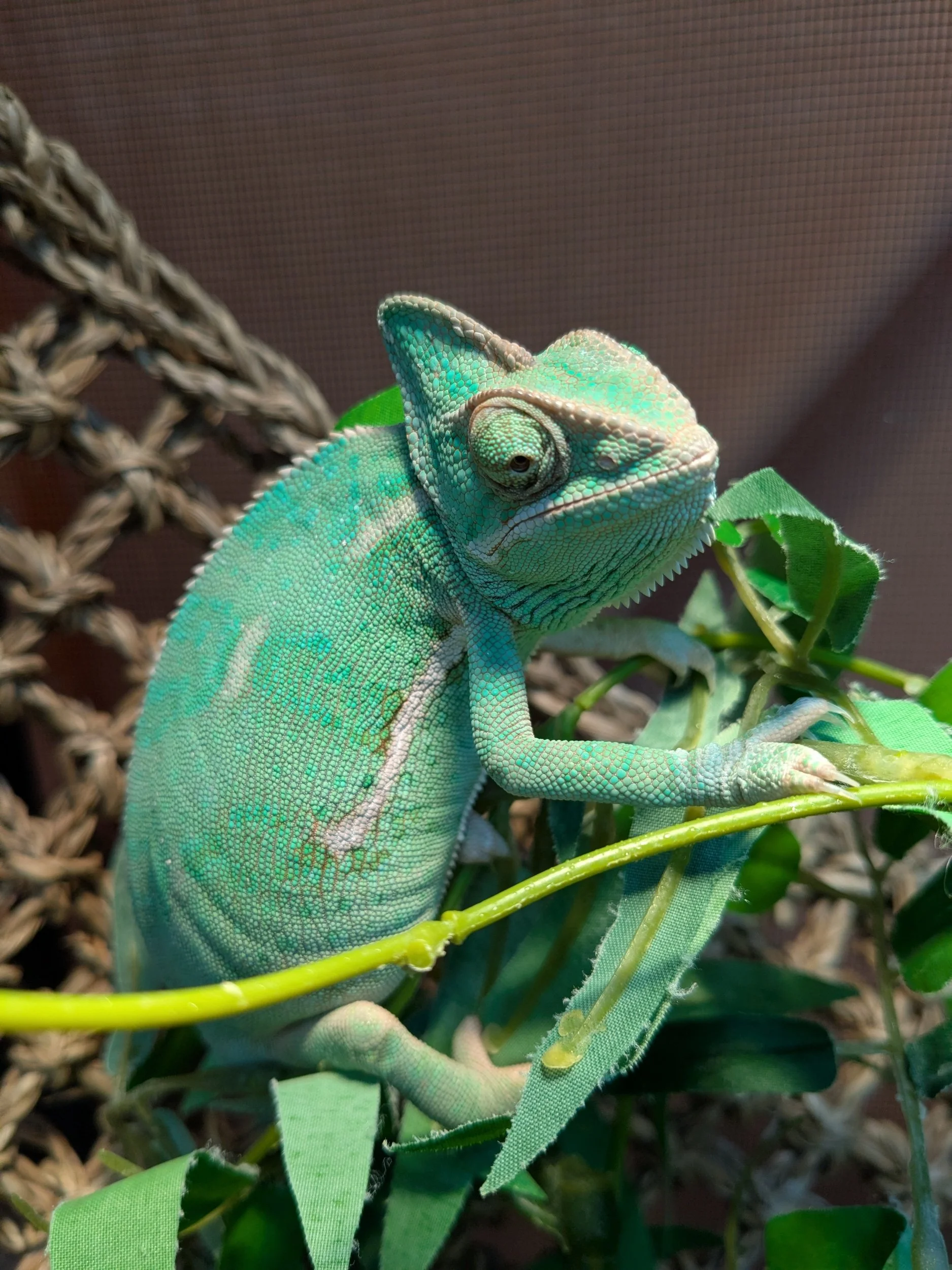 Veiled Chameleon