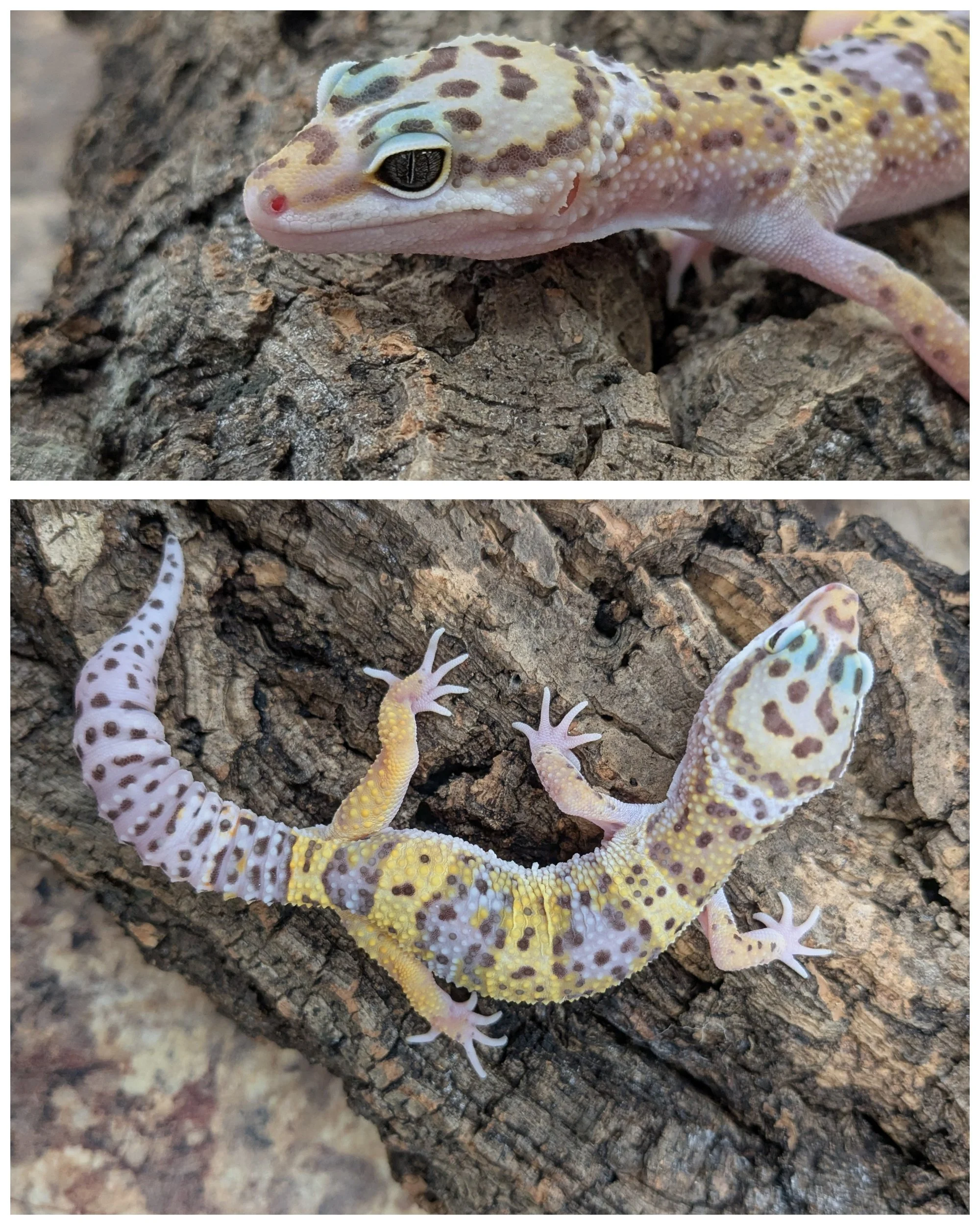 Leopard Gecko