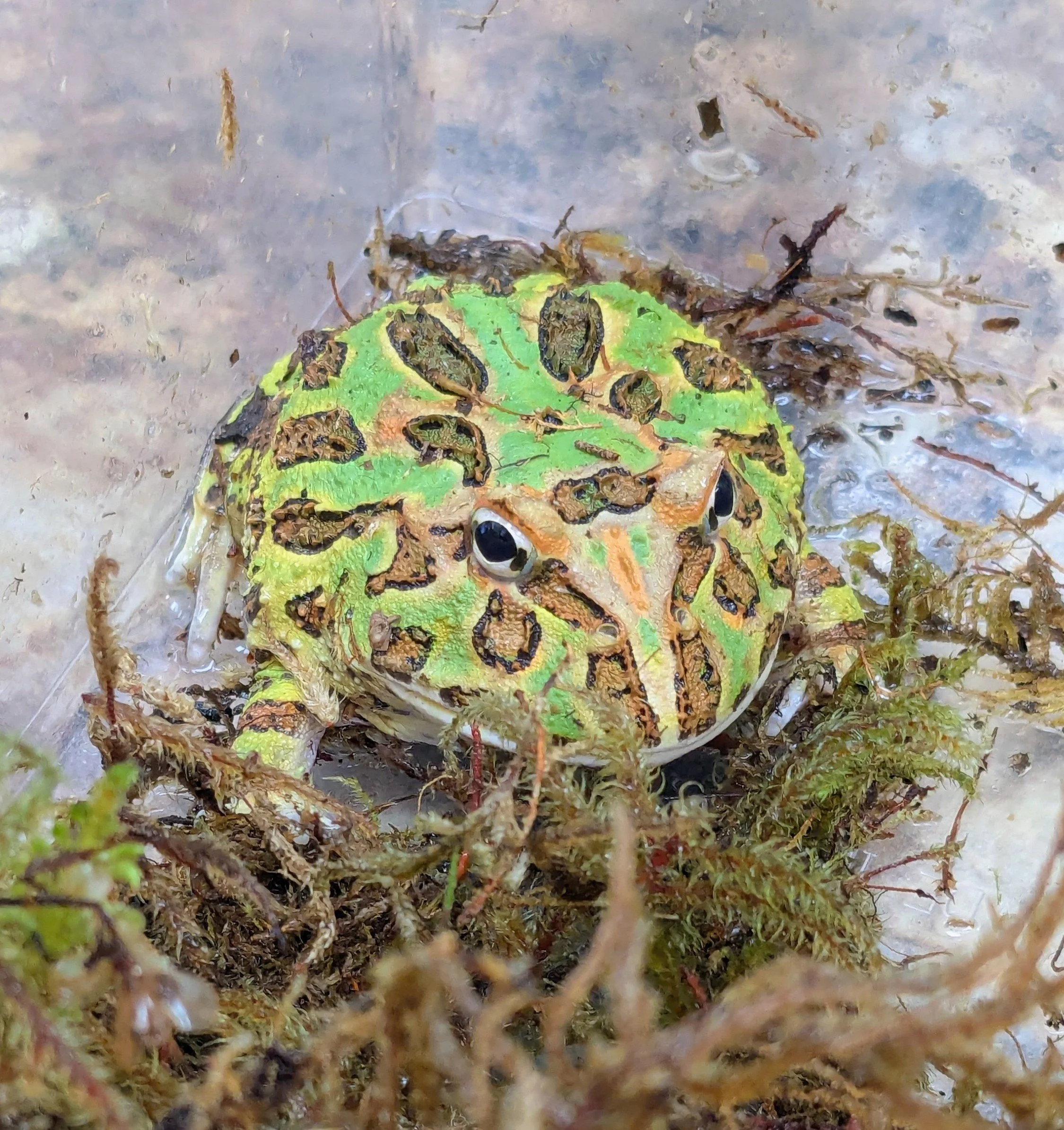 Pac Man Frog