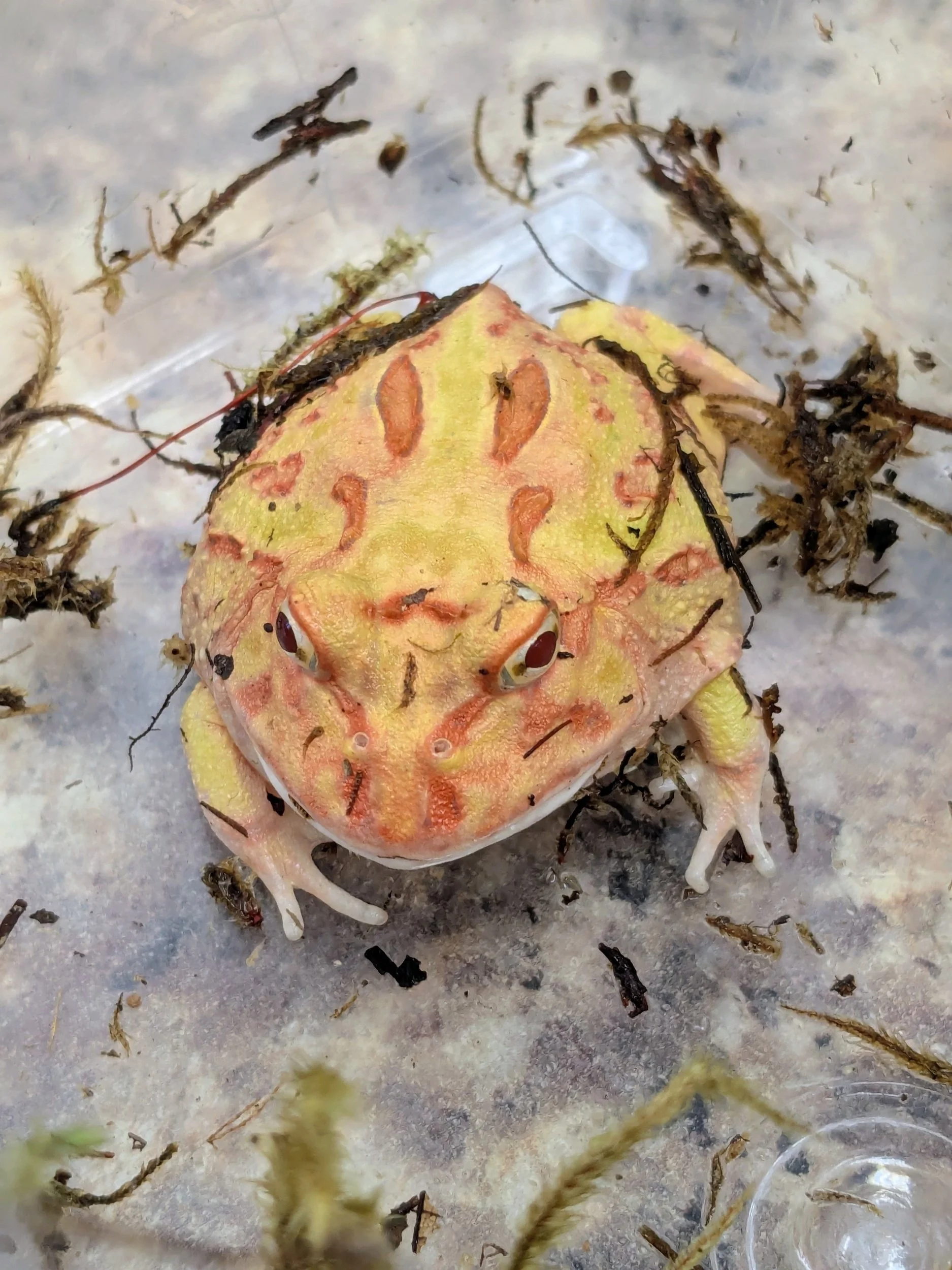 Apricot Pac Man Frog