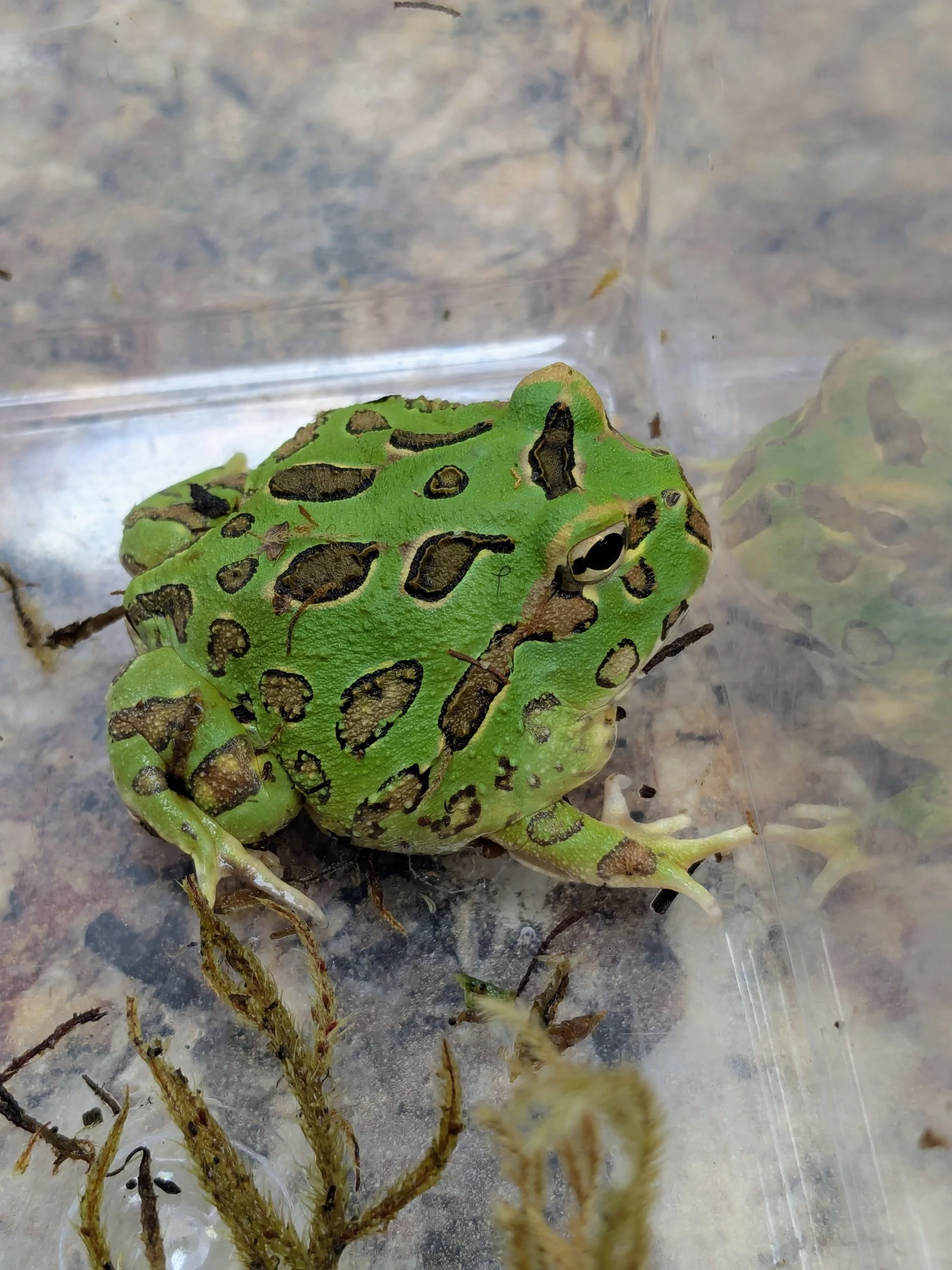 Pac Man Frog