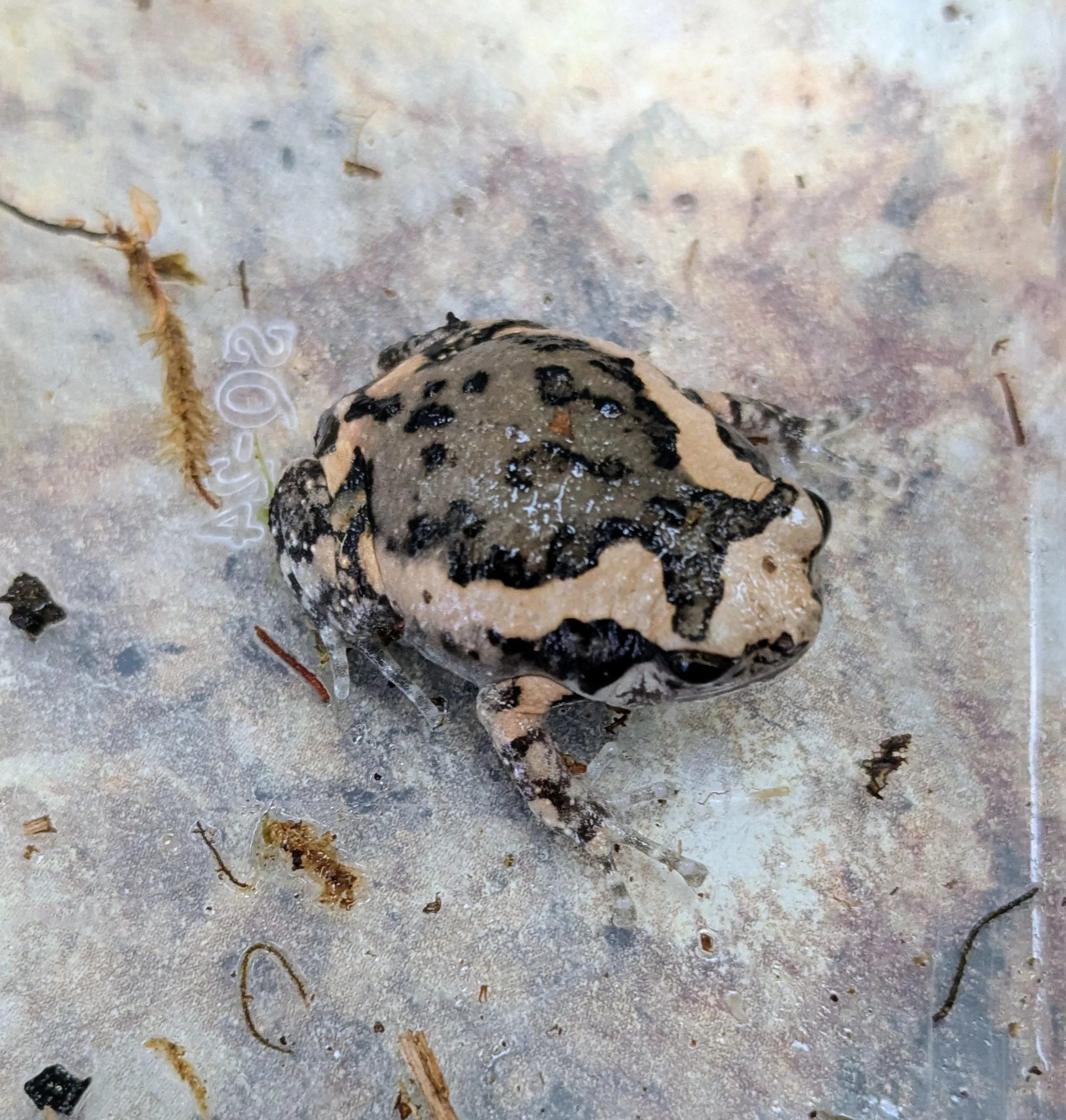 Chubby Frog
