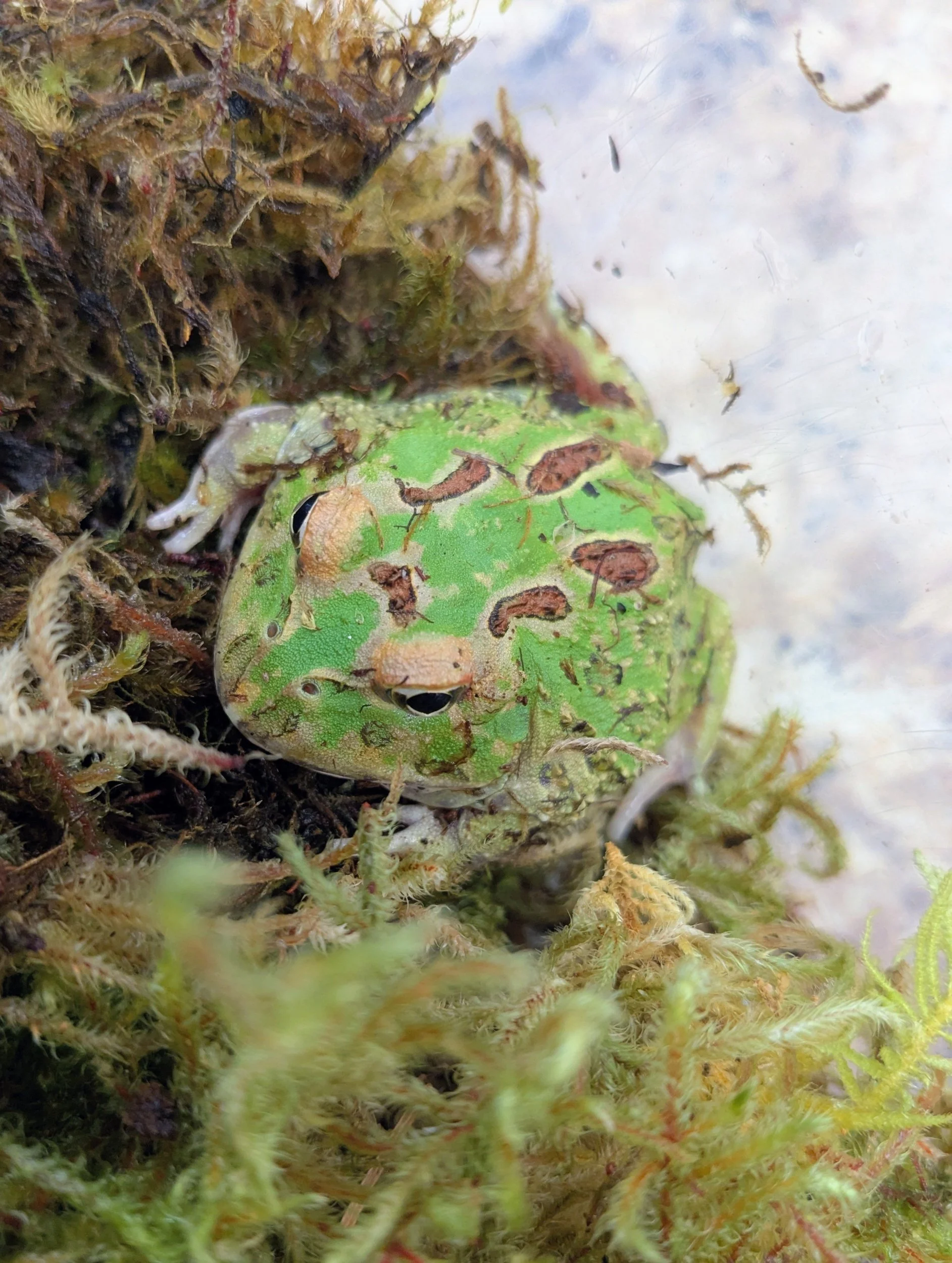 Pac Man Frog