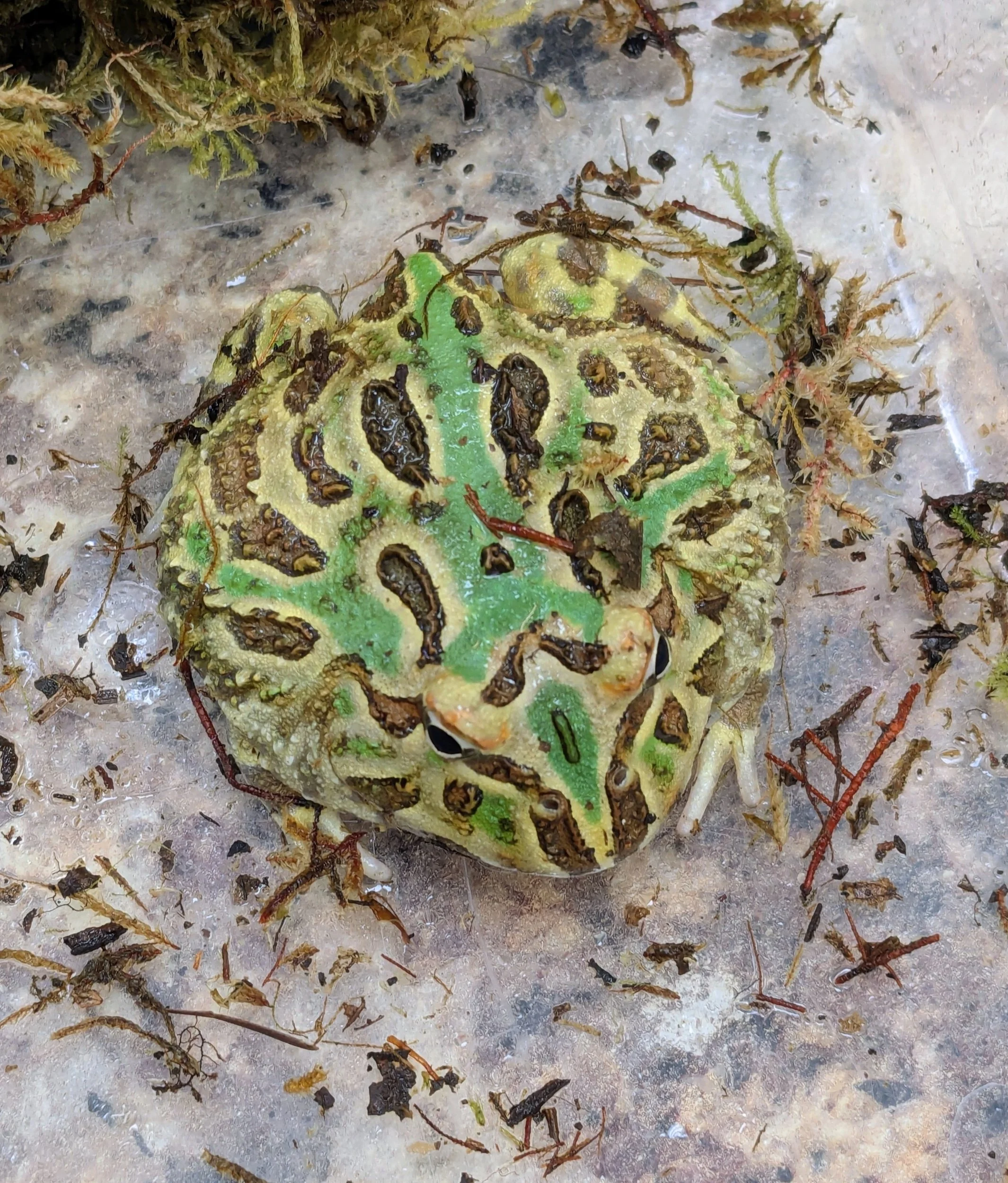 Pac Man Frog