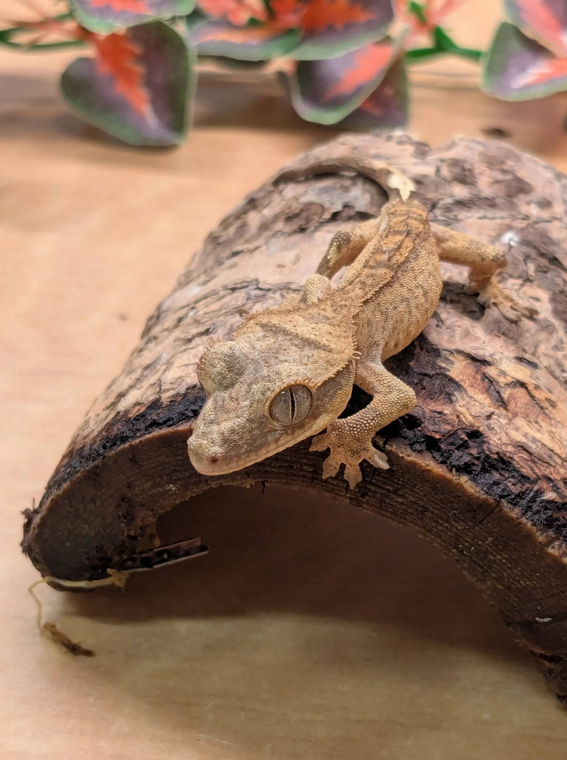 Crested Gecko