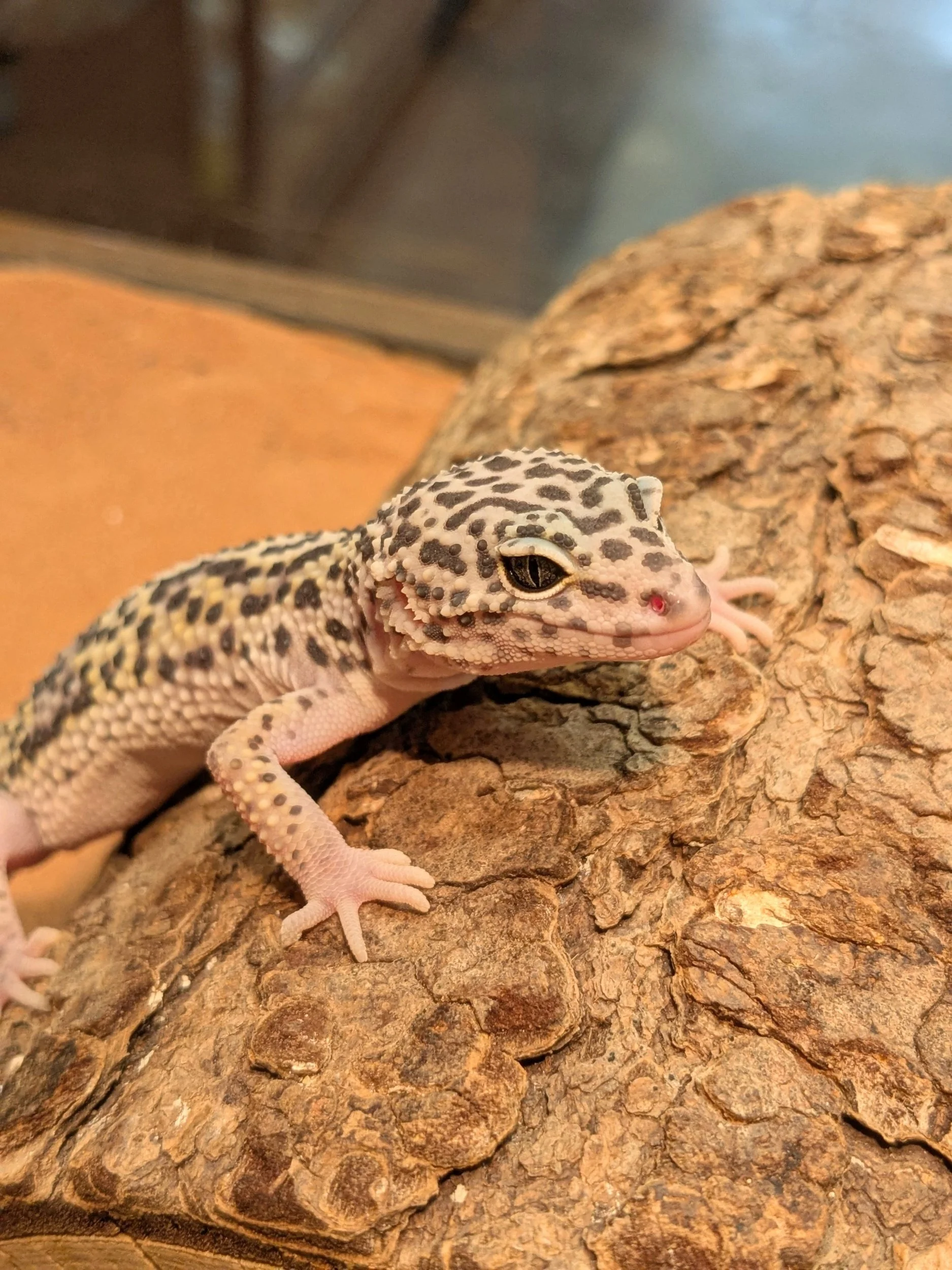 Leopard Gecko