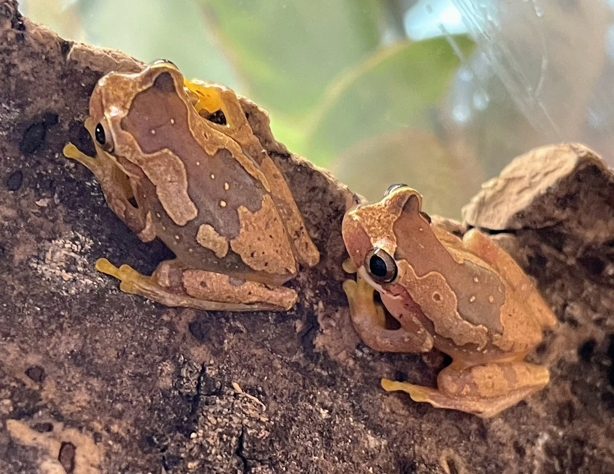 Hourglass Frogs