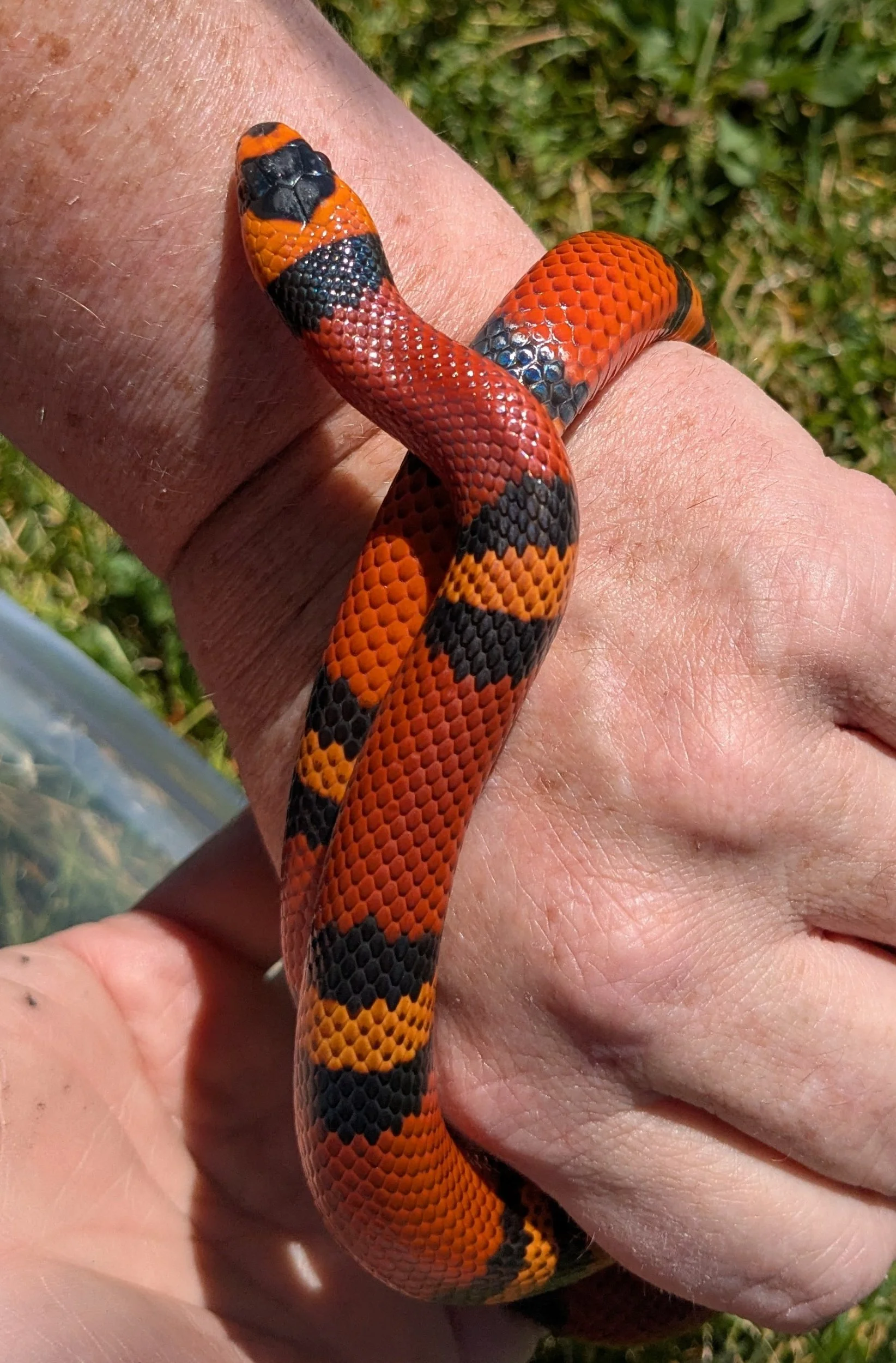 Tangerine Honduran Milksnake