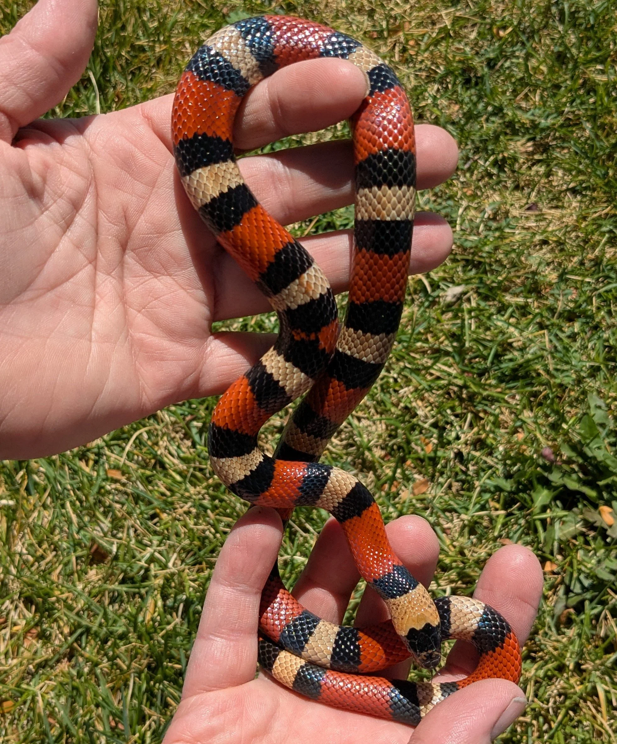 Honduran Milksnake