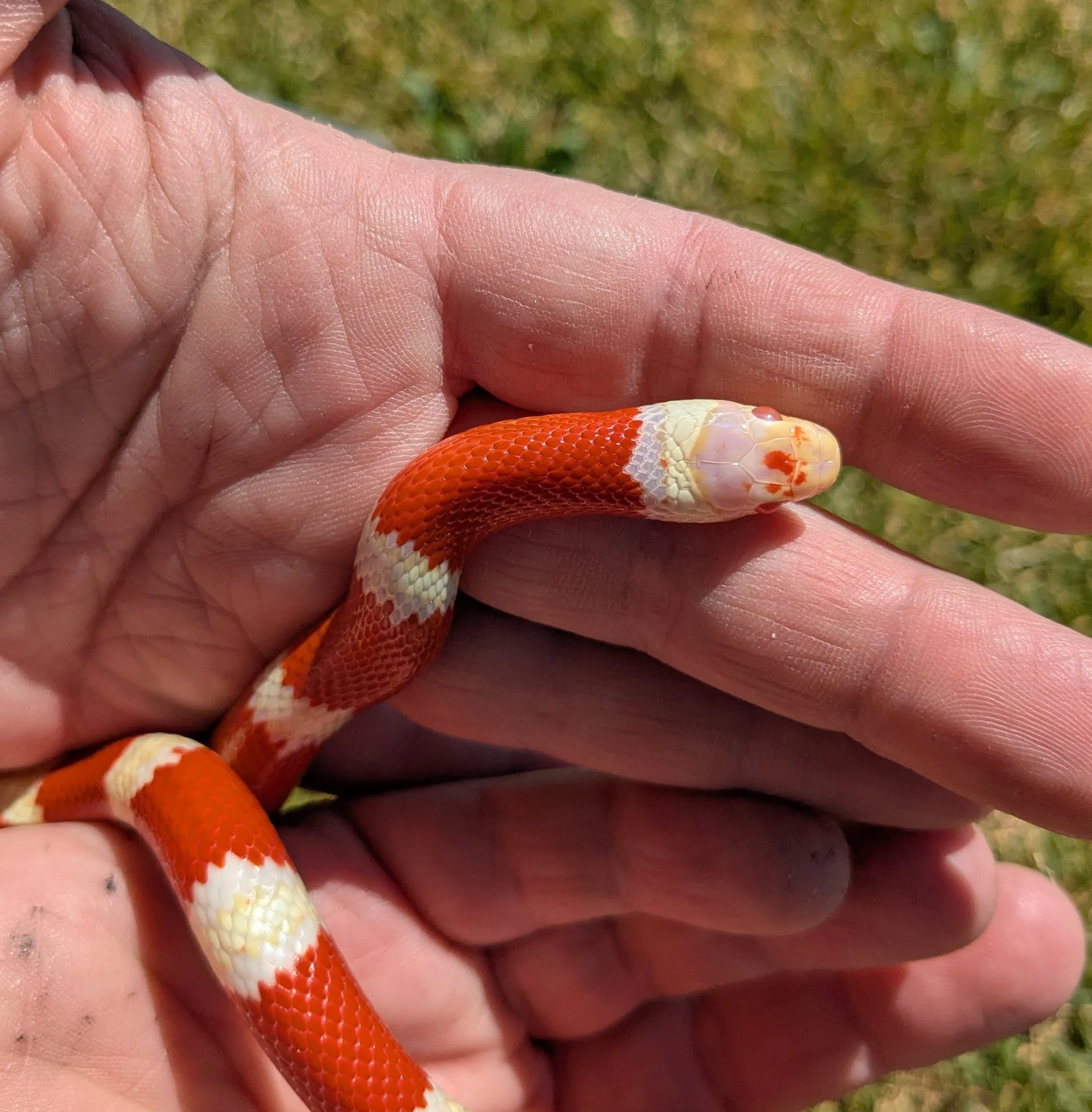 Albino Nelson's Milksnake