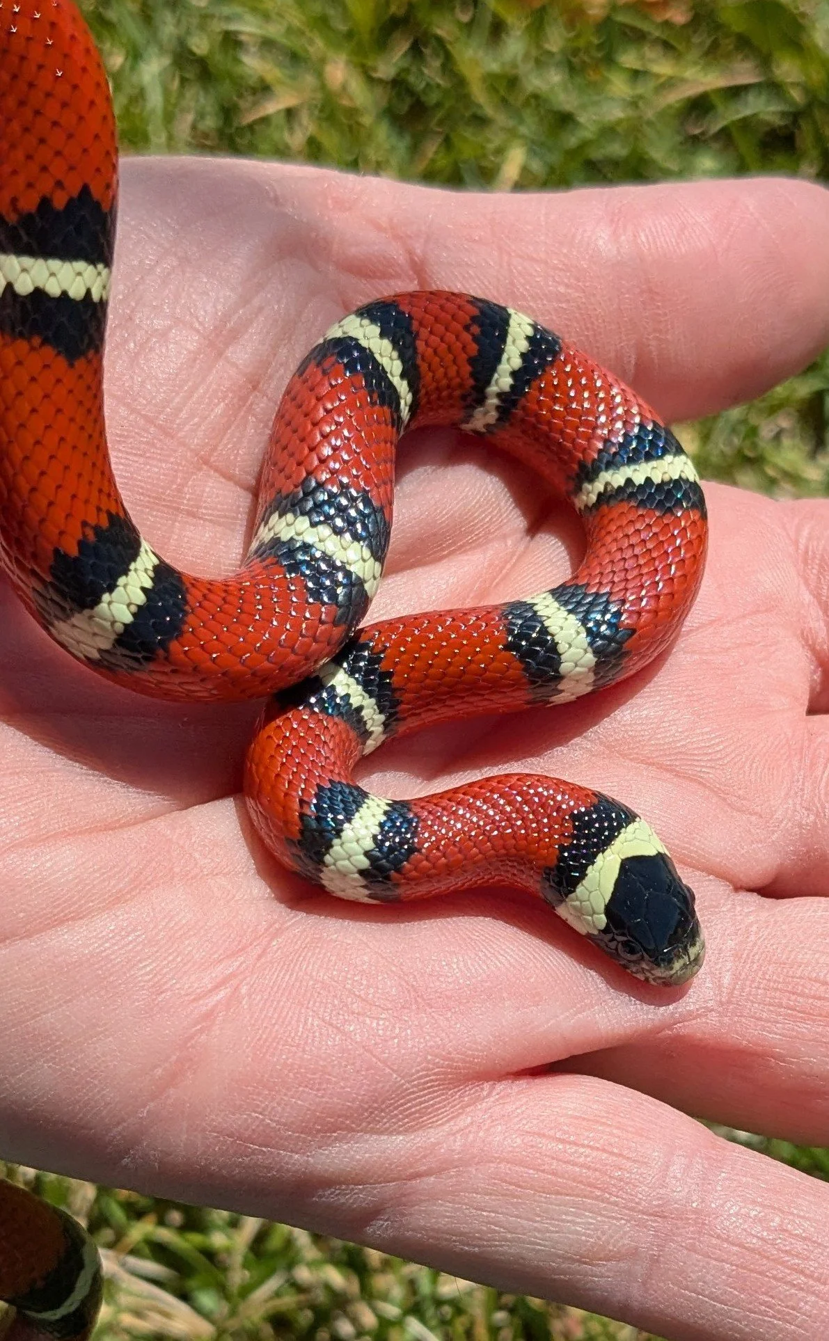 Nelson's Milksnake